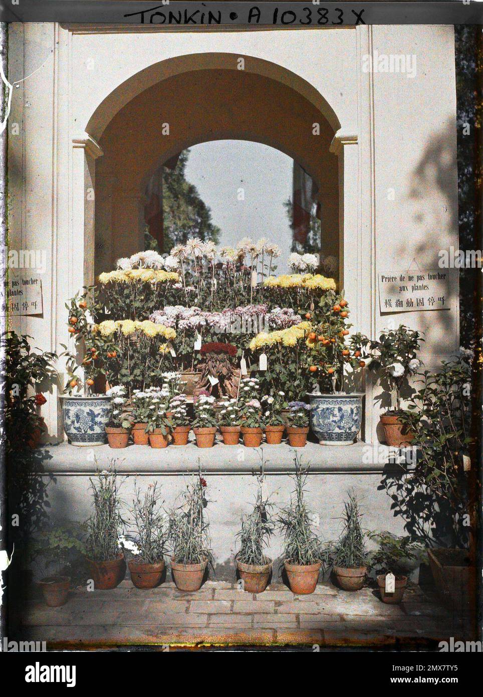 Tonkin, Indochina of chrysanthemums in pots in Floral Exhibition , Léon Busy in Indochina Stock Photo