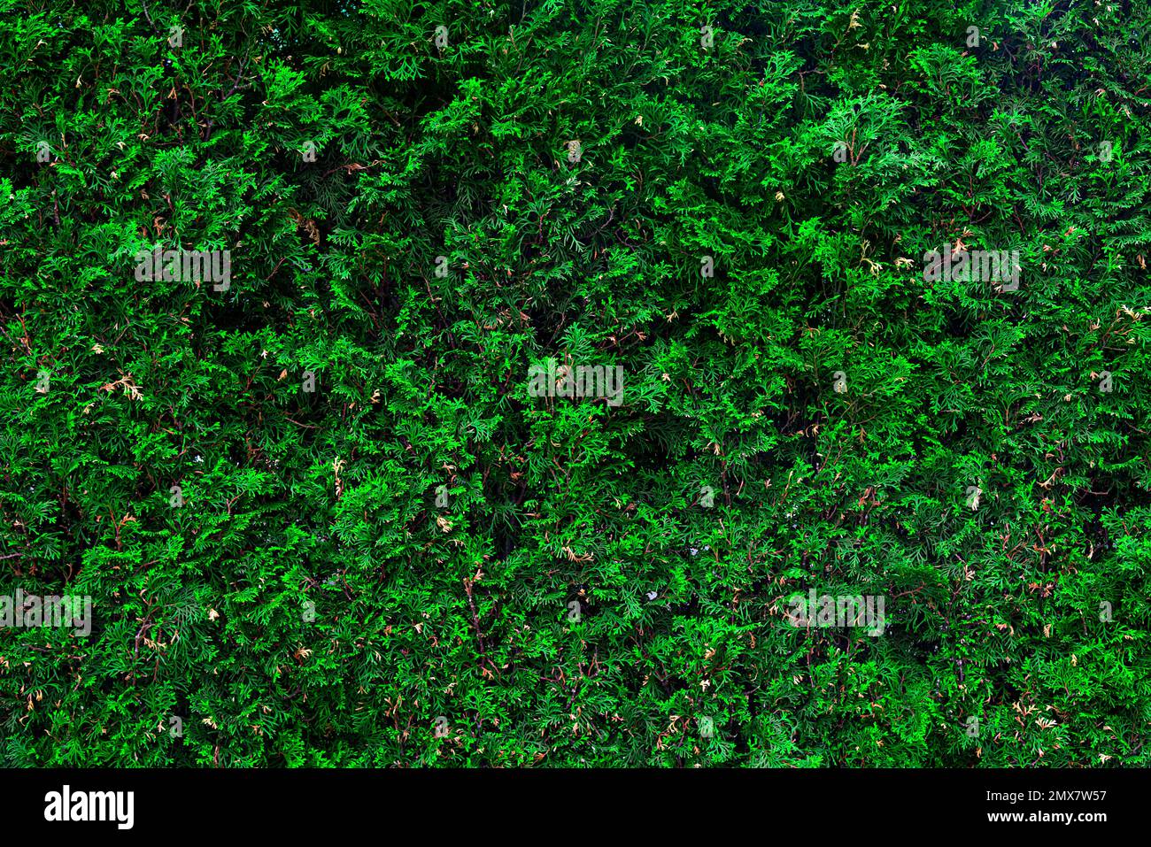 Thuja bush as an background for the whole frame. Stock Photo