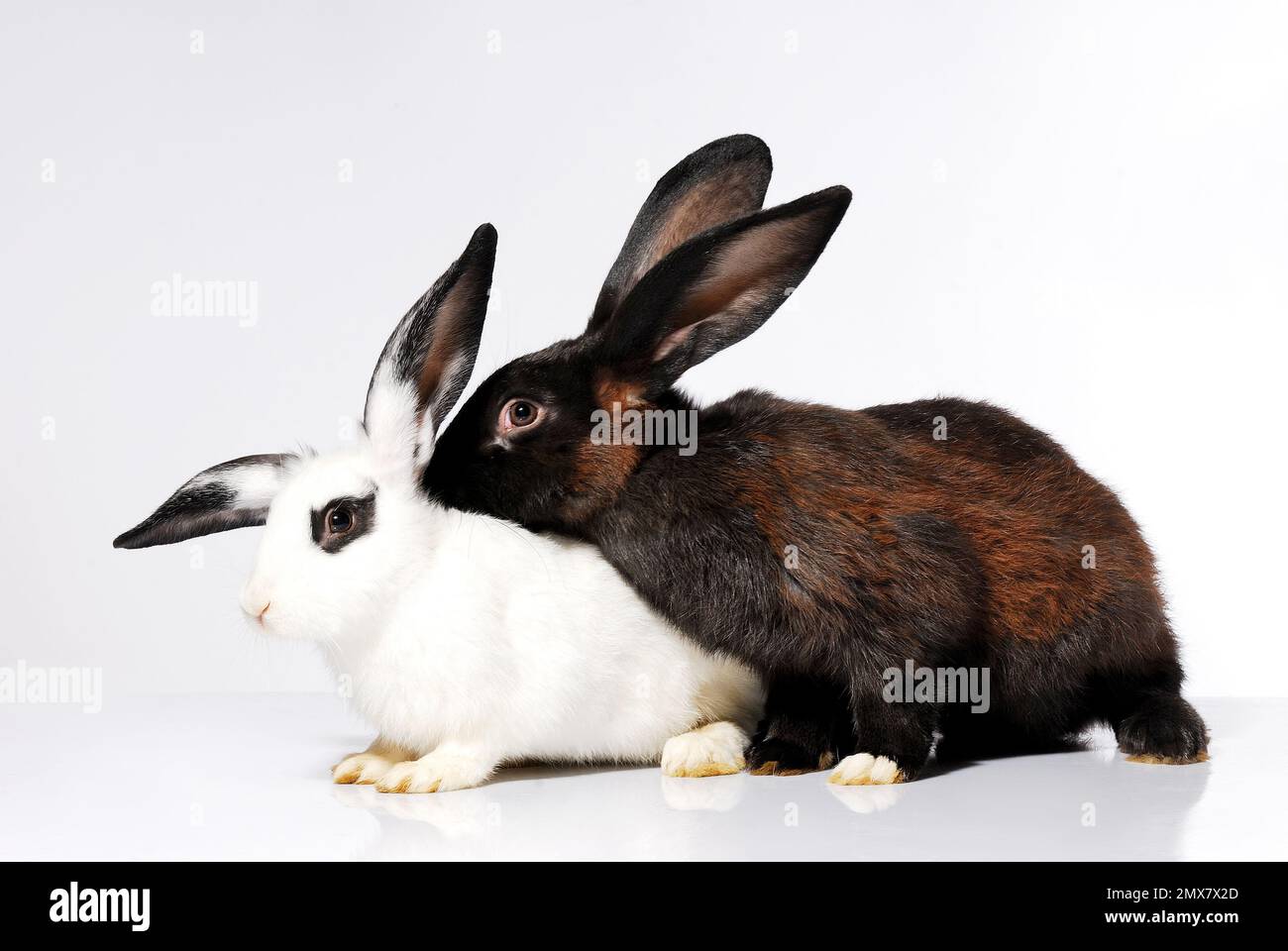Animals, wildlife, beauty, Rabbits, rabbits, animals, natural, studio ...