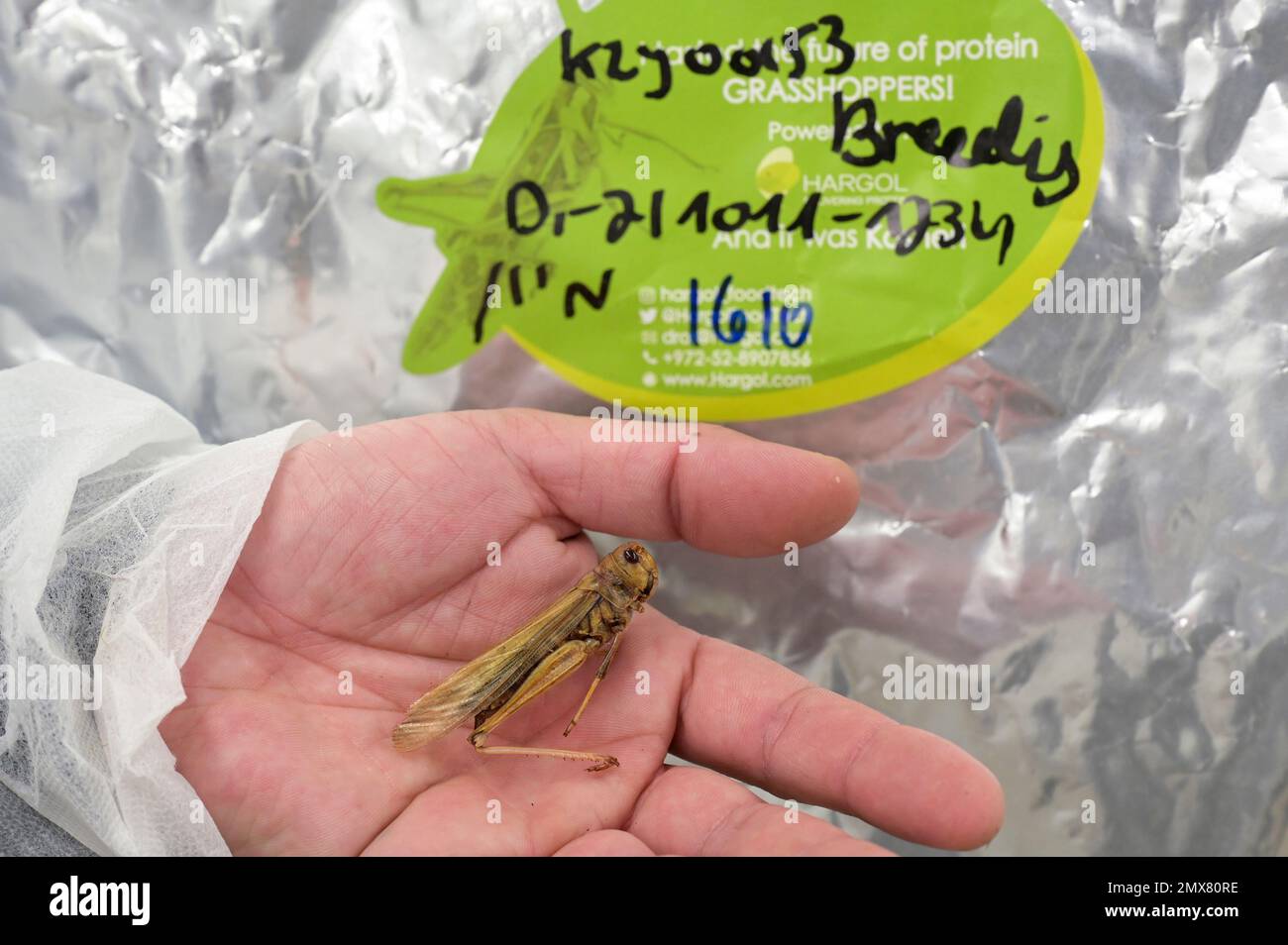 ISRAEL Hargol FoodTech Is The World s First Commercial Grasshopper israel-hargol-foodtech-is-the-world-s-first-commercial-grasshopper