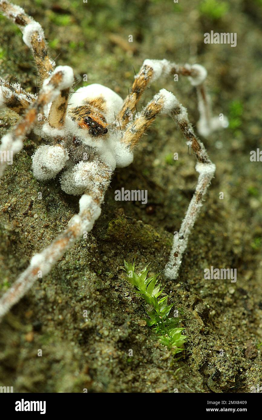 Scuttling spider infected with icing sugar fungus Stock Photo