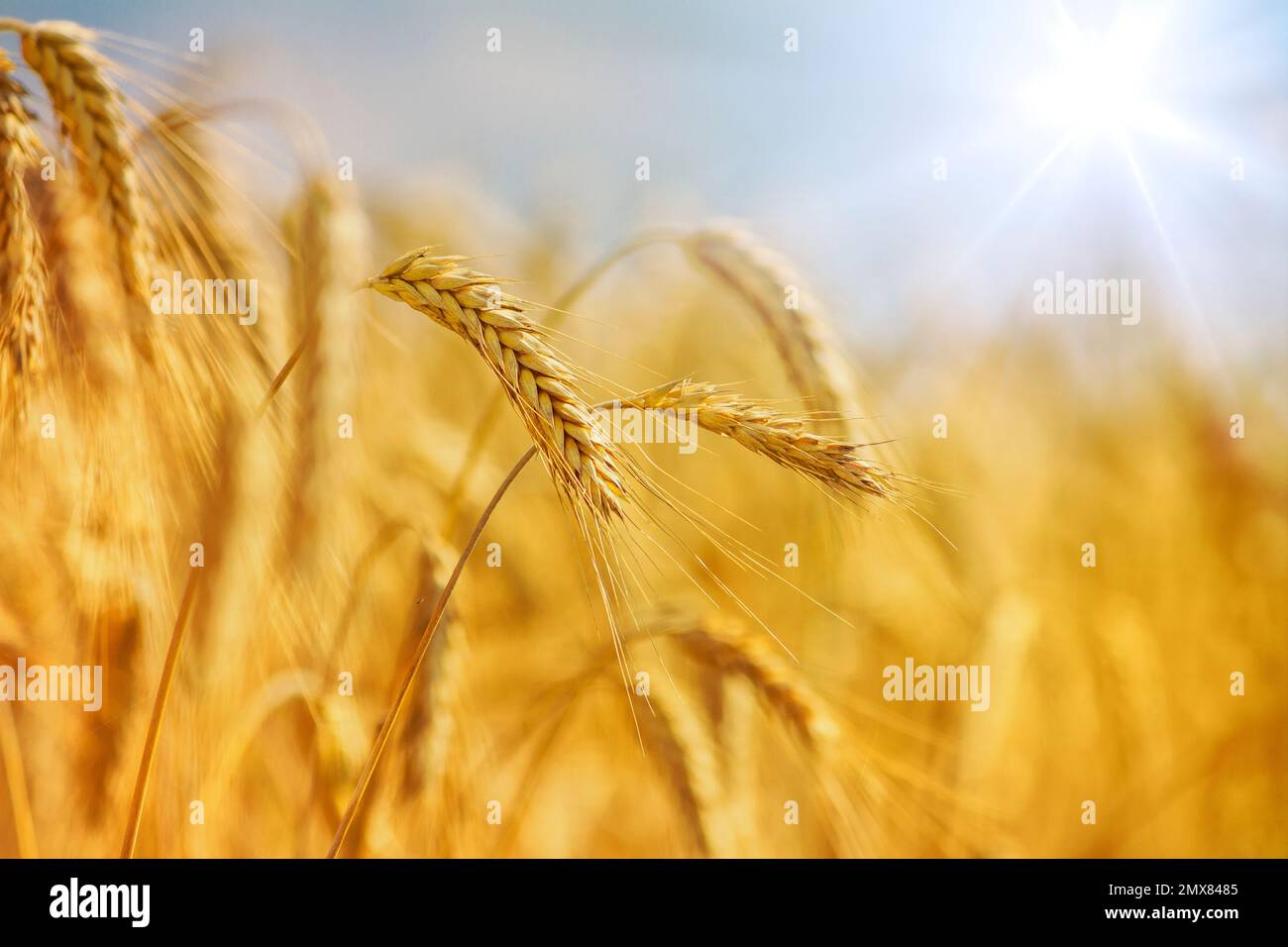 Rural landscape - field common wheat (Triticum aestivum) in the rays of the summer sun, close-up Stock Photo