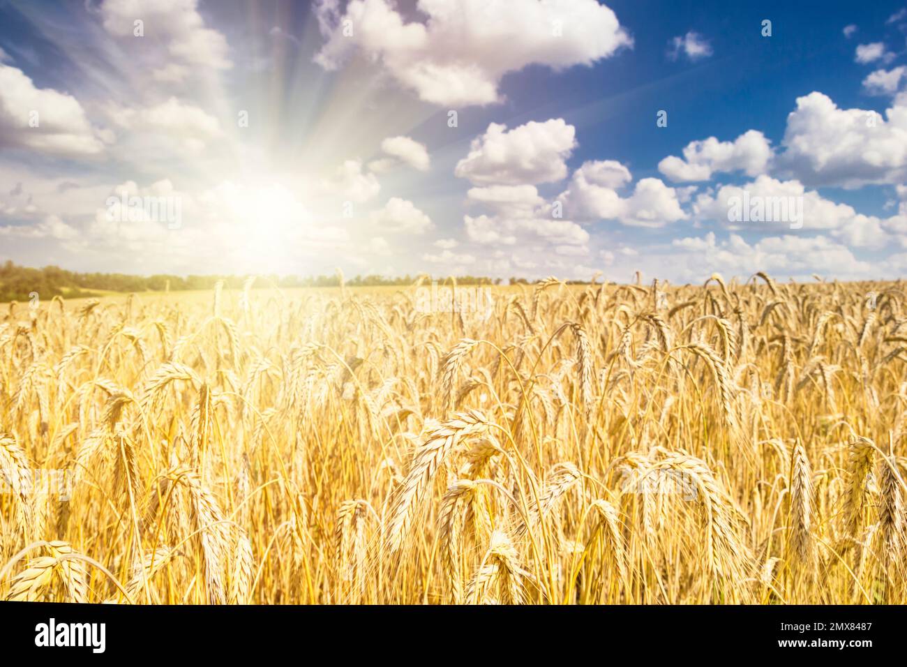 Rural landscape - field common wheat (Triticum aestivum) in the rays summer sun under sky with clouds Stock Photo