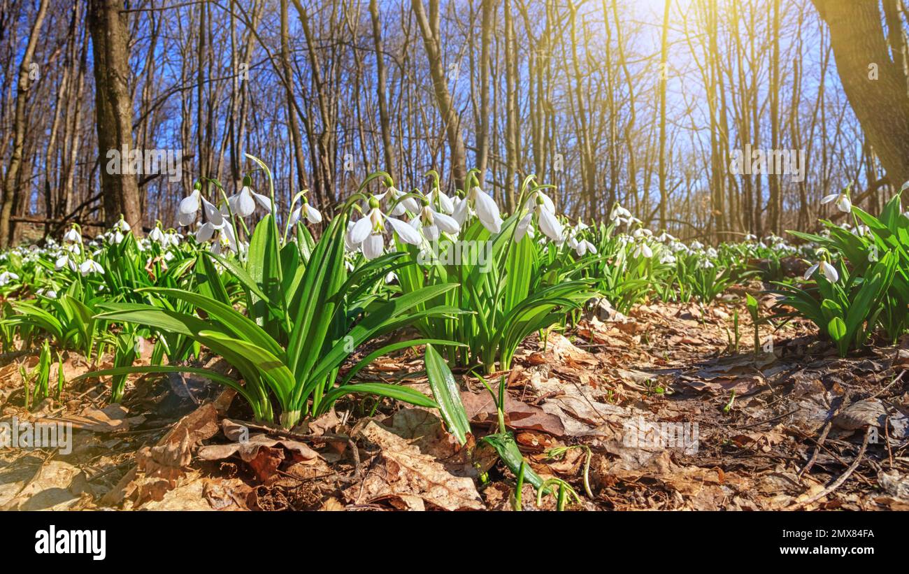 Galanthus nivalis or common snowdrop - blooming white spring flowers in the forest, closeup Stock Photo