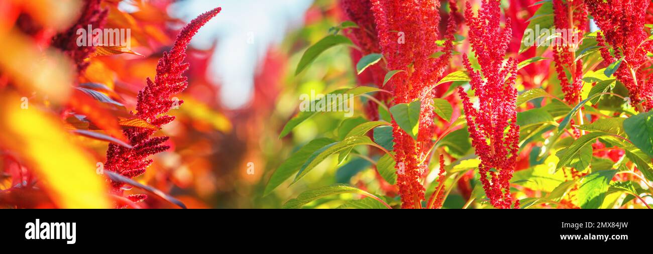 Flowering plants of edible amaranth grow in rows in the field in the rays of the setting sun Stock Photo