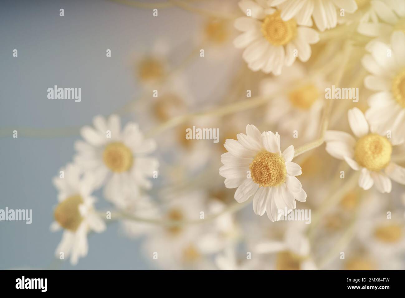 Chamomile (Matricaria recutita), blooming spring flowers on gray background, closeup, selective focus, with space for text Stock Photo