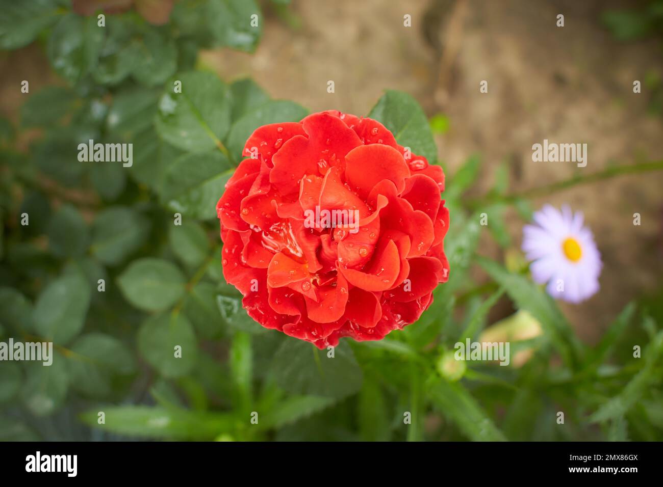 Red flowers of hybrid rose in the garden. Summer and spring time. Stock Photo
