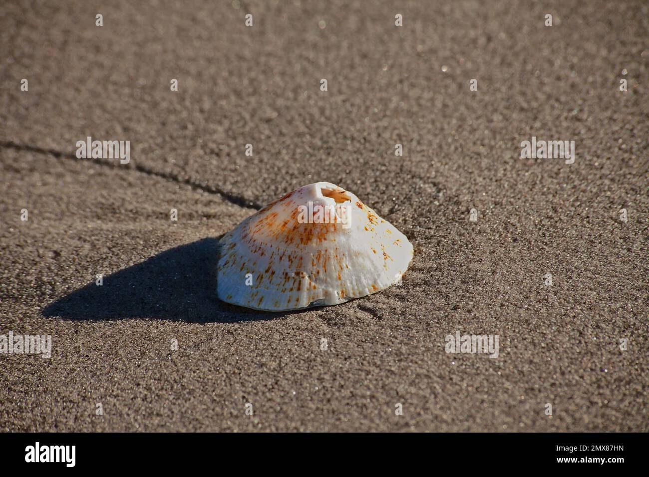 Single Limpet Shell 11374 Stock Photo