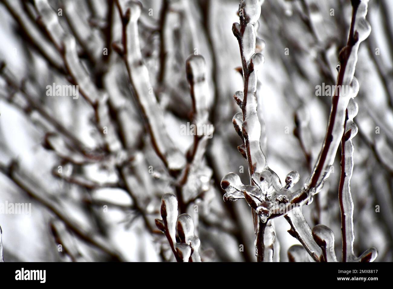 tree branches covered in ice after a winter storm Stock Photo - Alamy