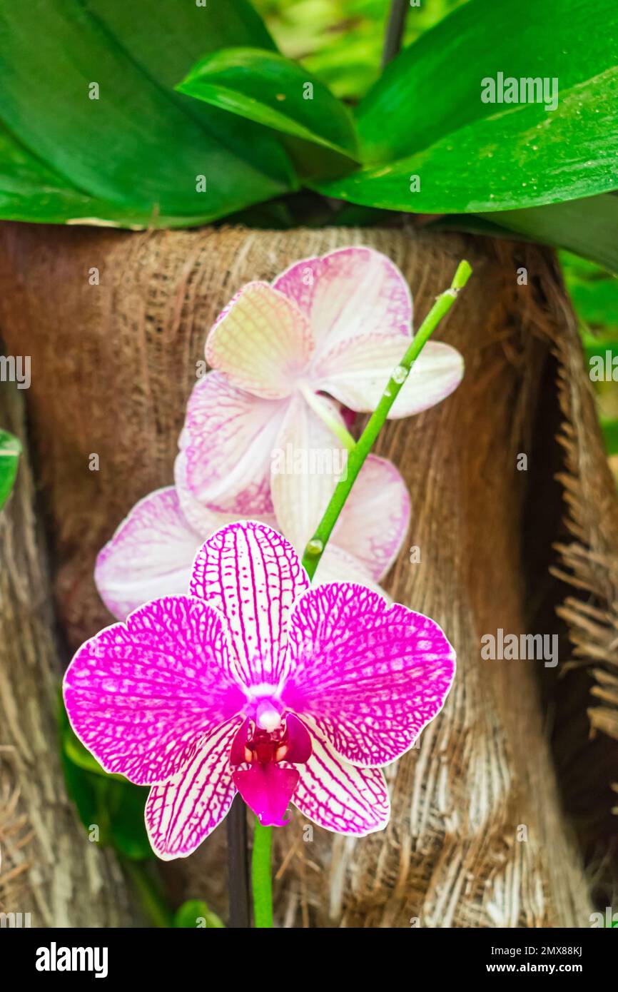 Purple and white dendrobium orchid blooming, with vegetation background Stock Photo
