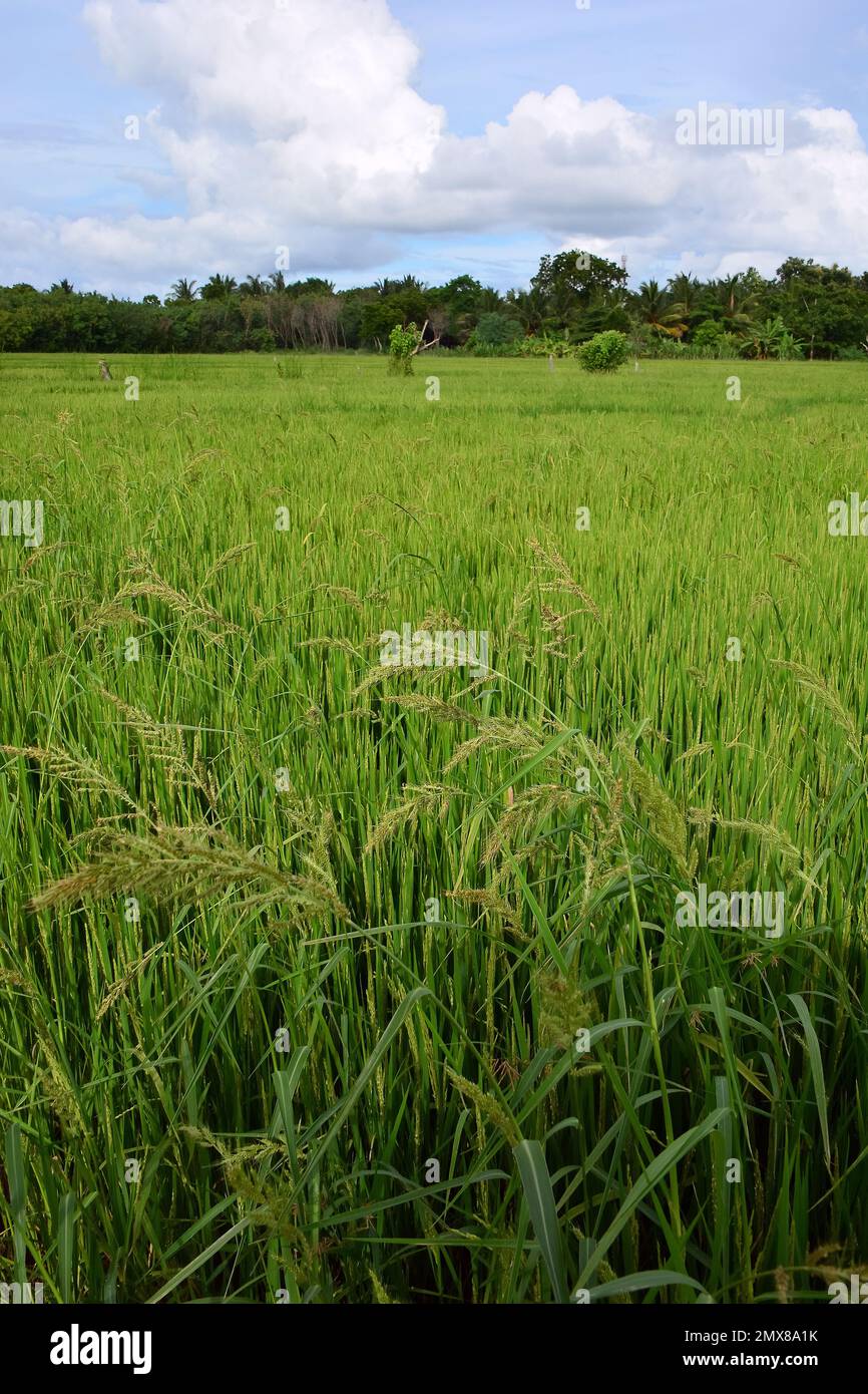 Hambantota hi-res stock photography and images - Alamy