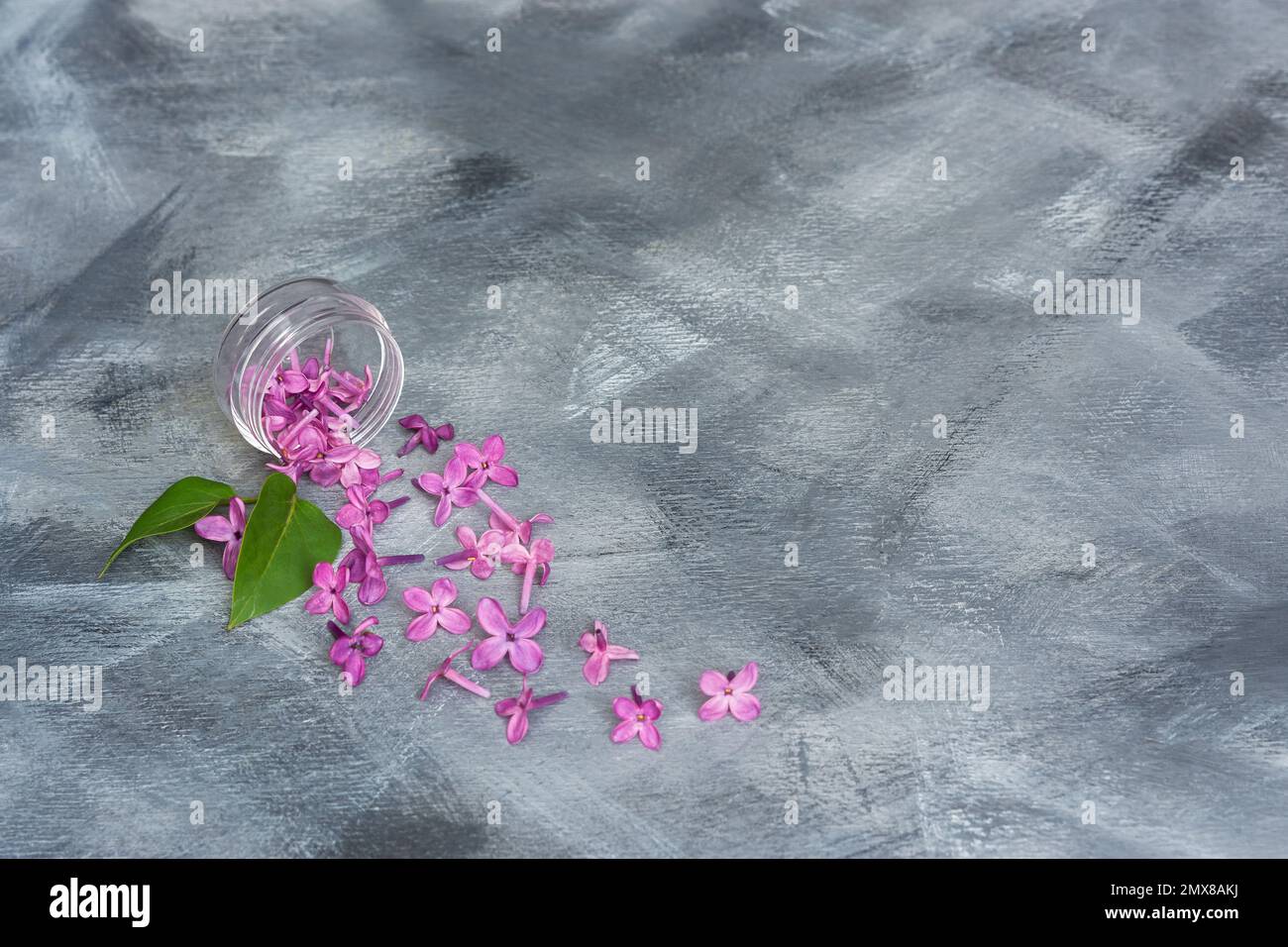 Lilac branch gray background top view. A beautiful spring composition of purple flowers on the table. The concept of a holiday, aromatherapy, spa trea Stock Photo