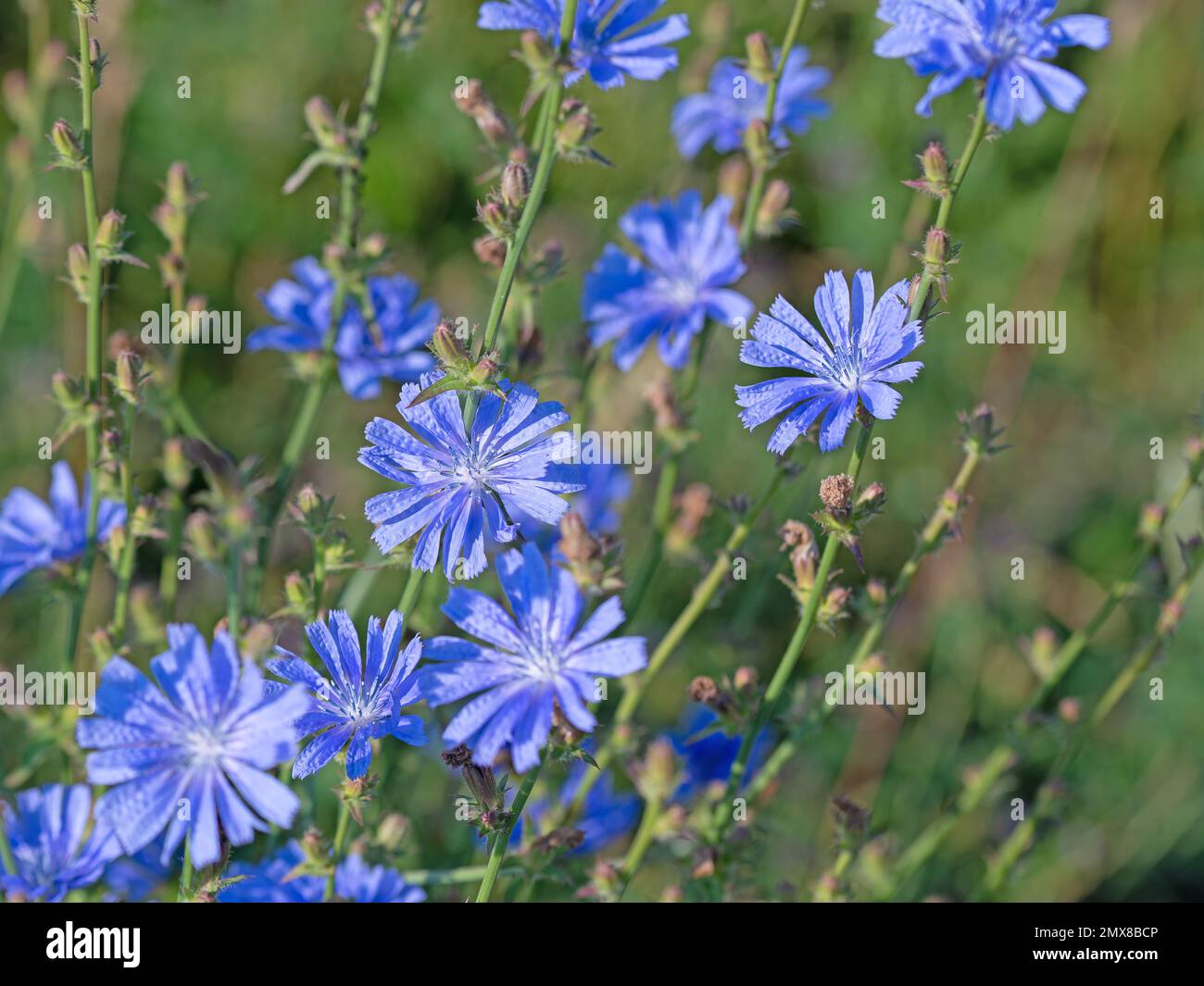 Blooming  Cichorium intybus in a  close up Stock Photo
