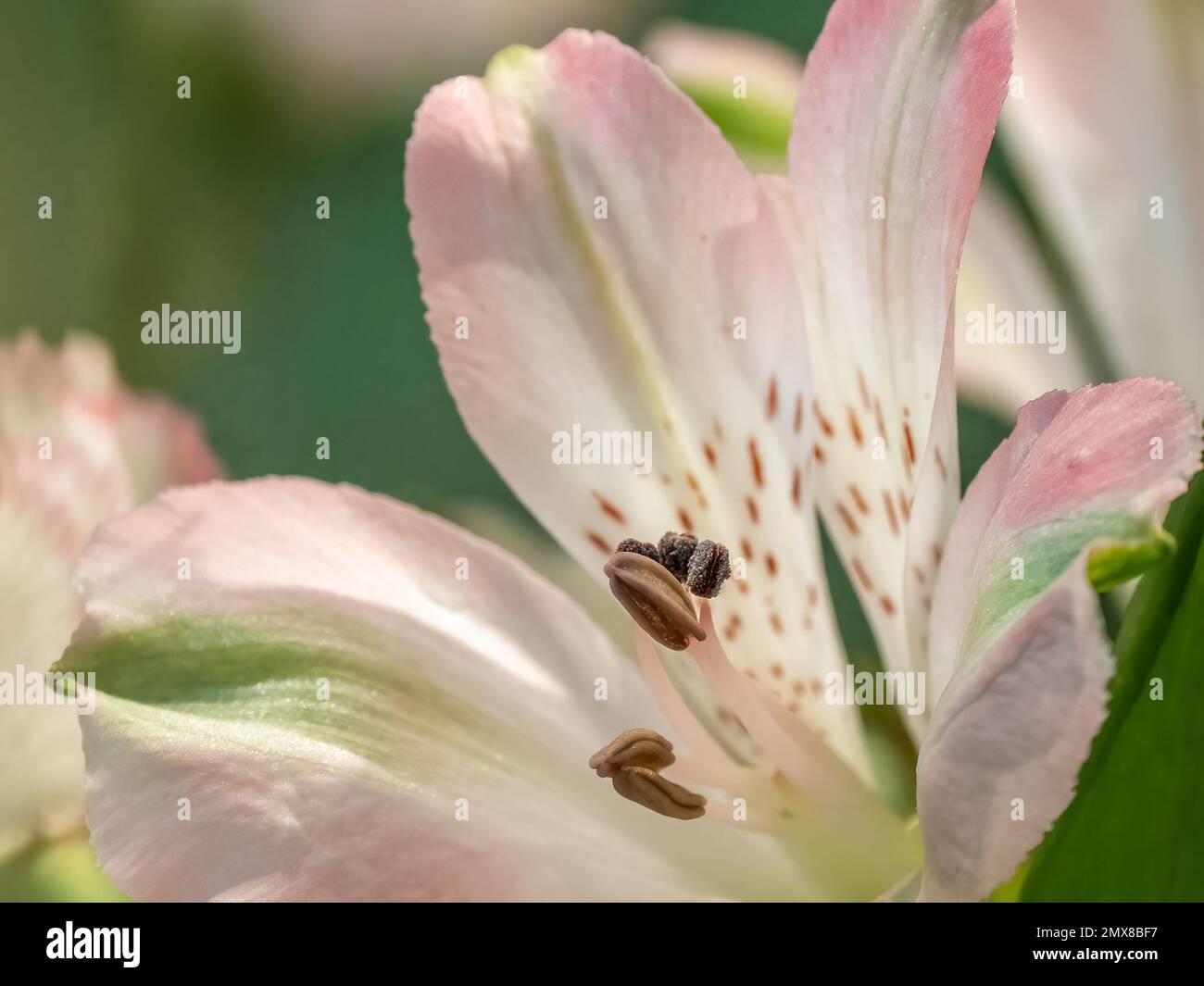 Close up of pink and white Alstroemerias commonly known as Peruvian Lily or Lily of the Incas Stock Photo