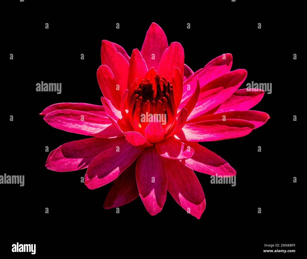 All red Waterlily aganist a black background Stock Photo