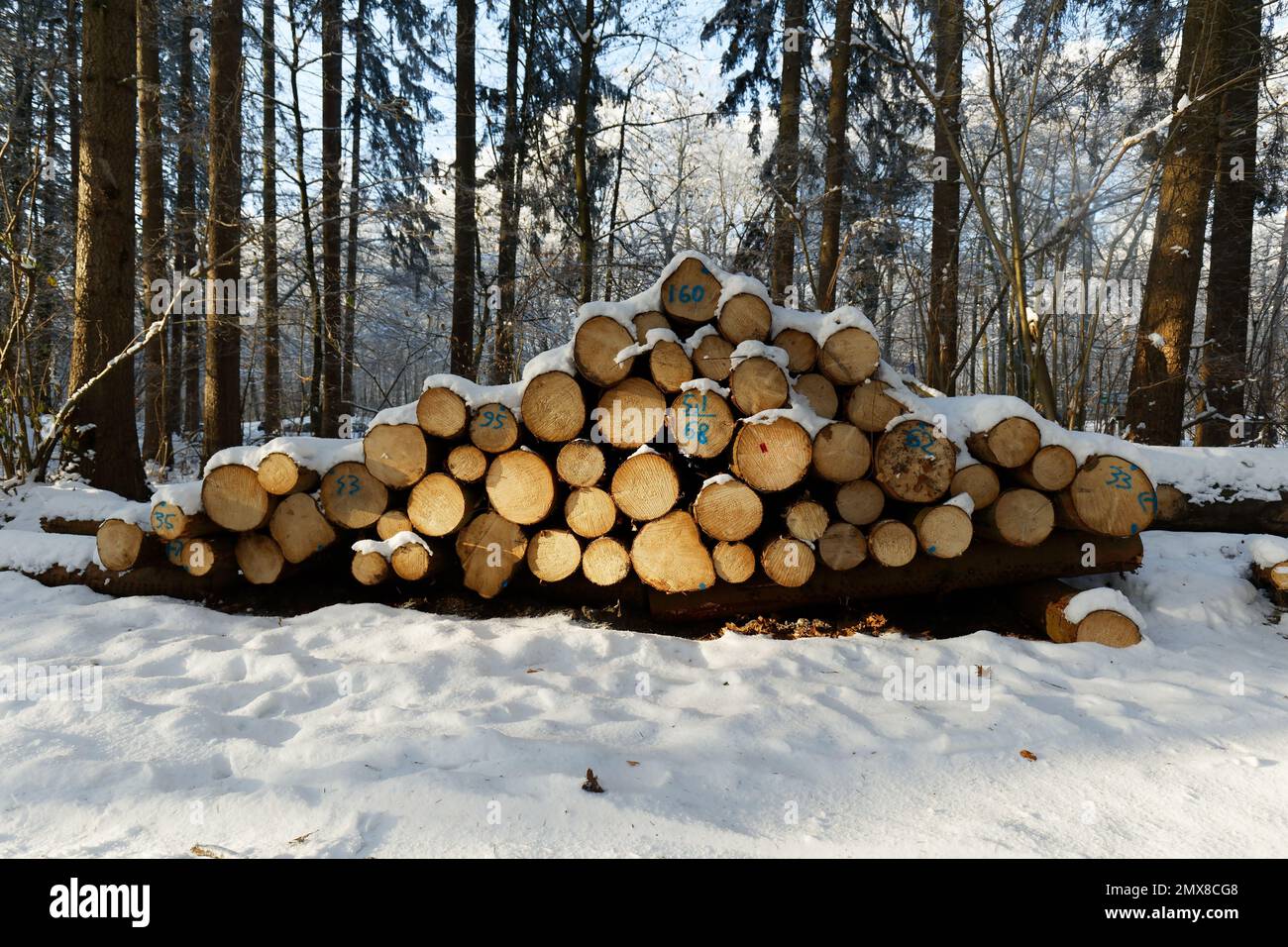 Stacked felled trees in the forest. Cross section of tree trunks, wood background. Logging timber wood industry Stock Photo