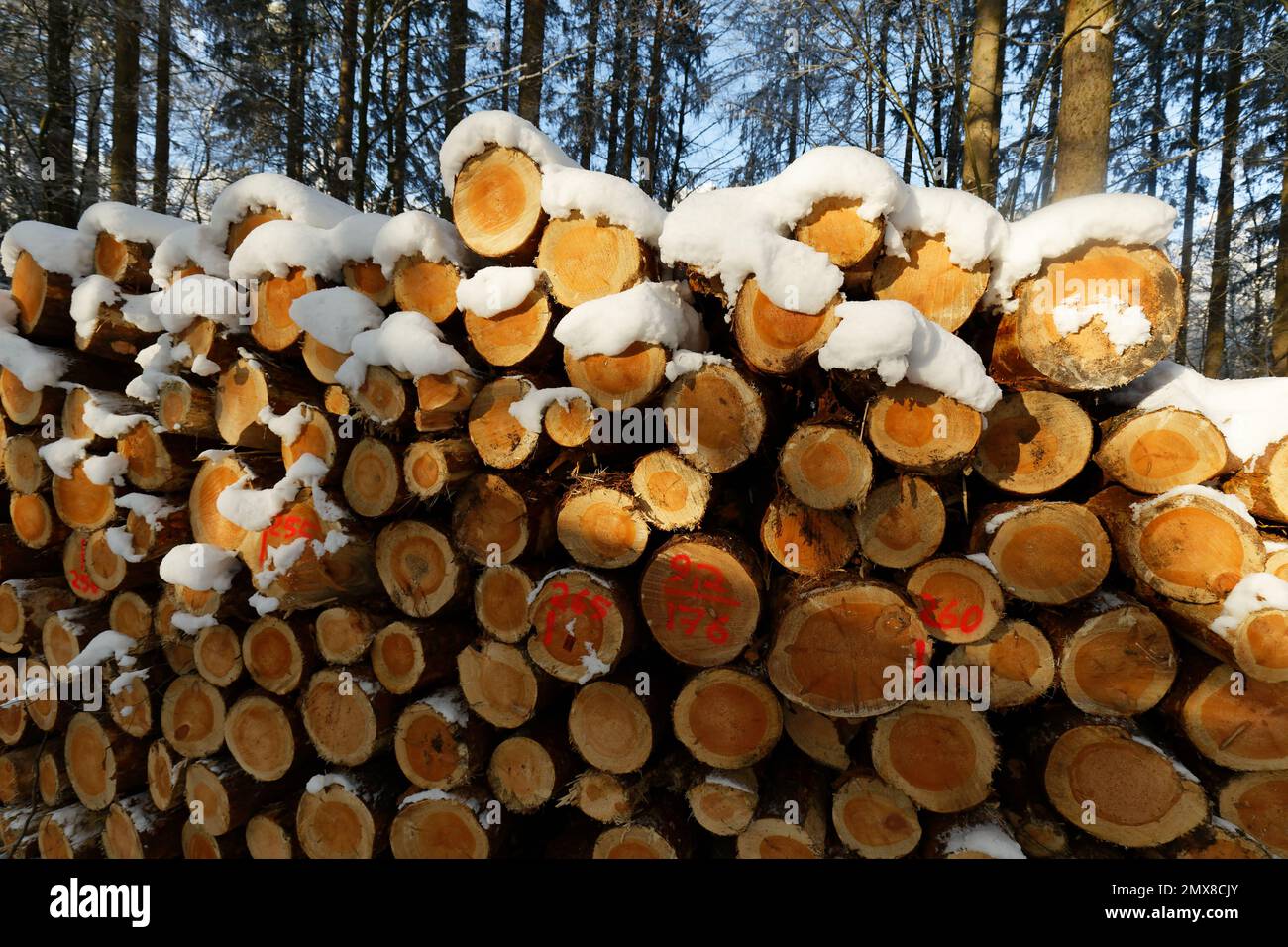 Stacked felled trees in the forest. Cross section of tree trunks, wood background. Logging timber wood industry Stock Photo