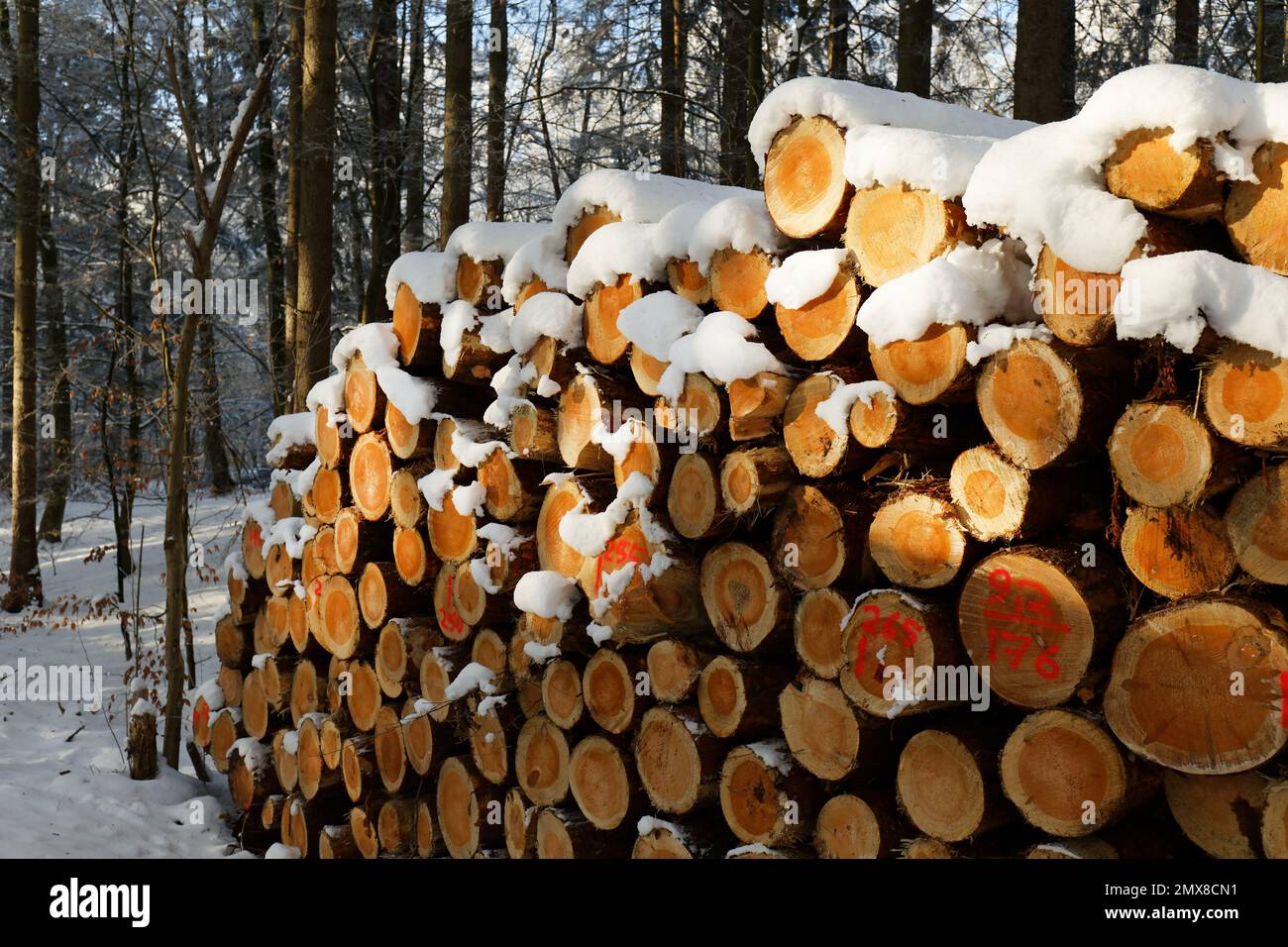 Stacked felled trees in the forest. Cross section of tree trunks, wood background. Logging timber wood industry Stock Photo