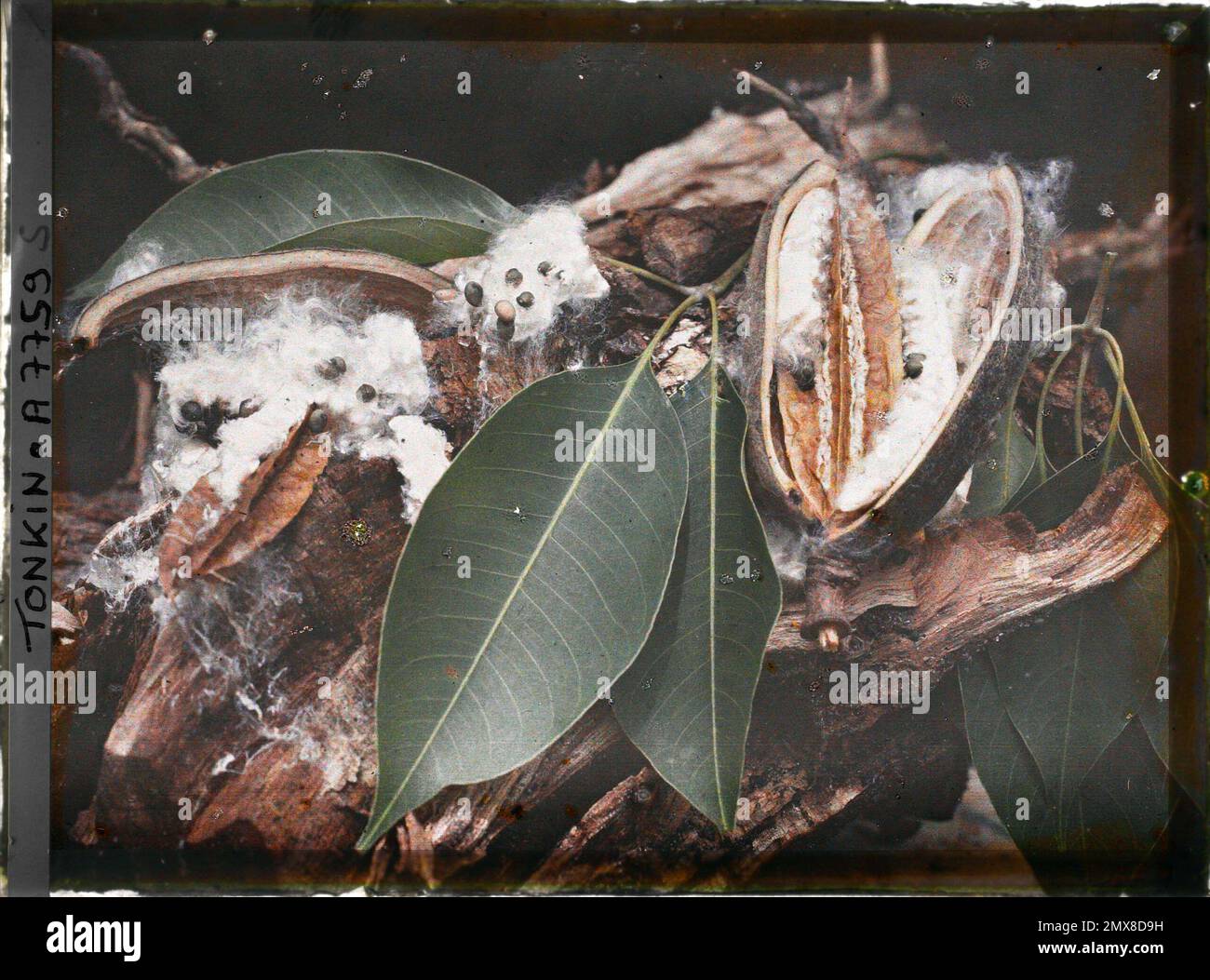 Surroundings of HàNôi, Tonkin, Indochine The leaves and fruits of the