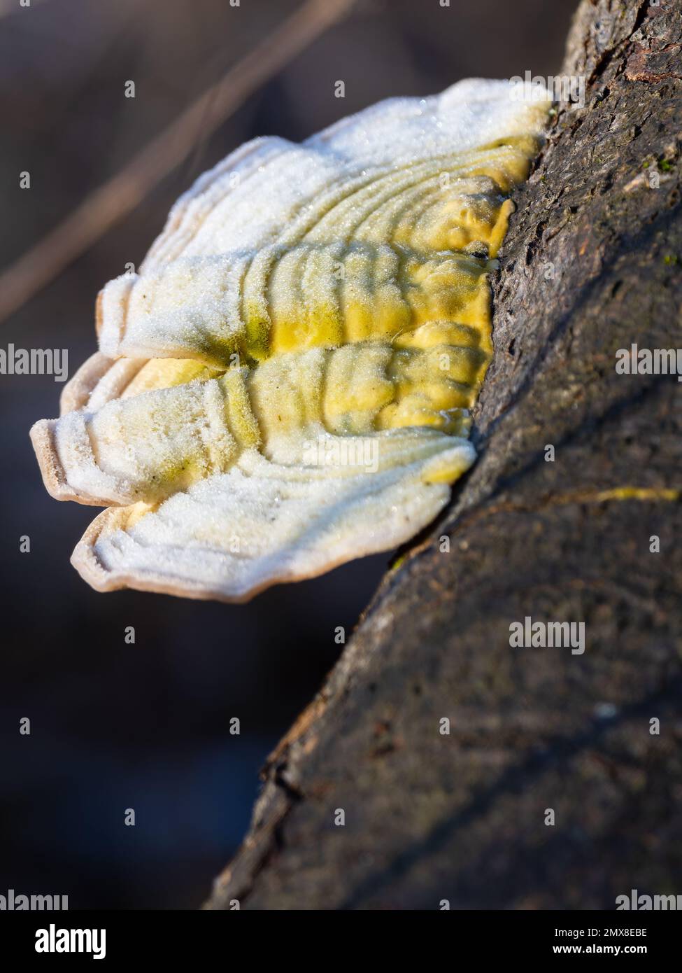 Trametes versicolor fungus, known as turkey tail, growing on a rotten log. Stock Photo