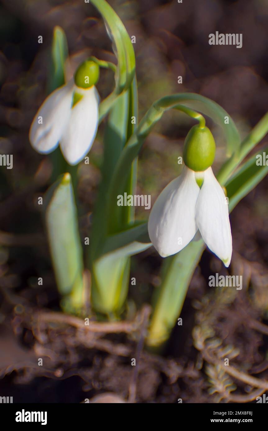 Two white snowdrop flowers, stereo effect. Forest primroses are rare