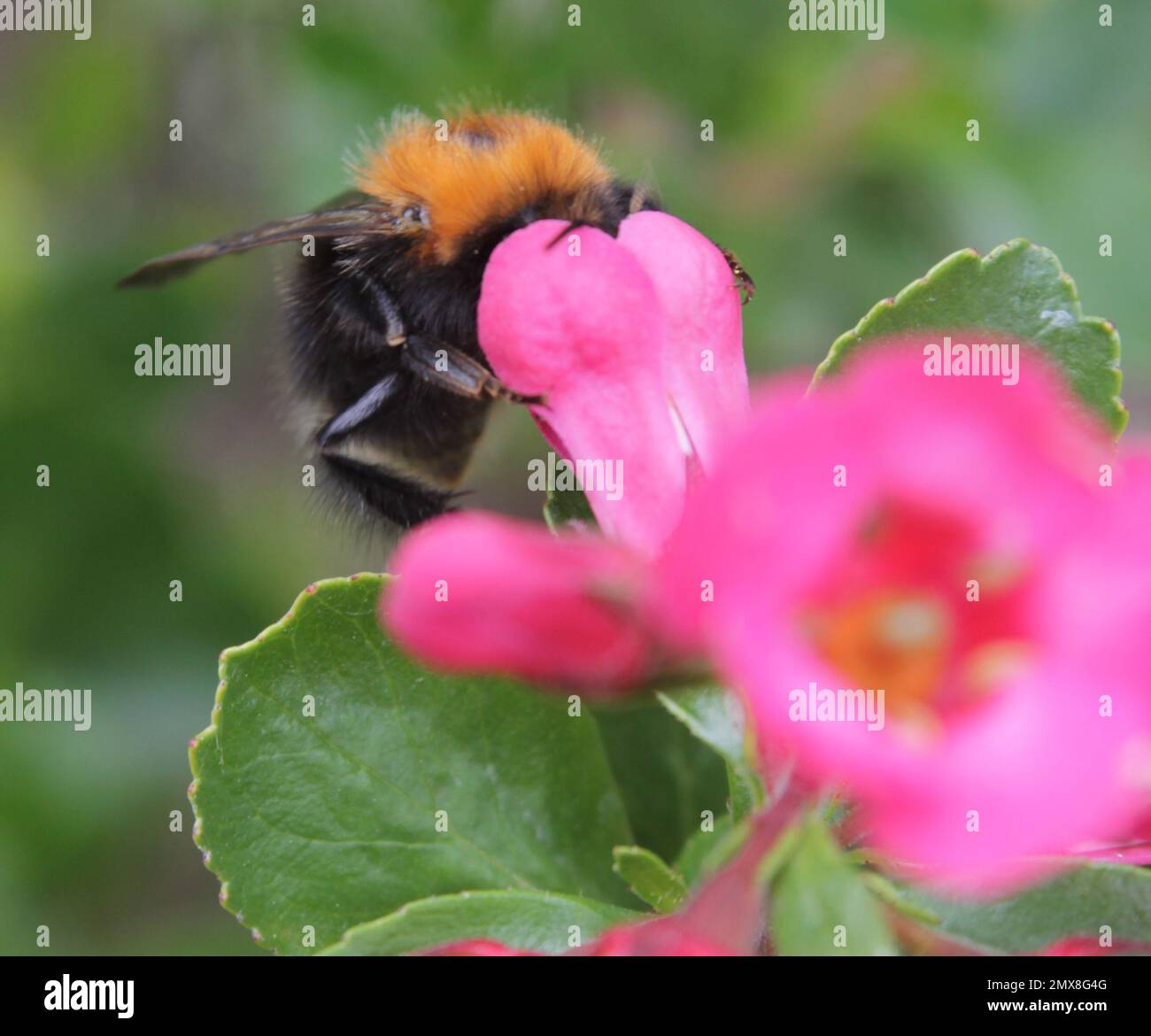 Bumble bees pollinating flowers in a British garden, Insect pollination