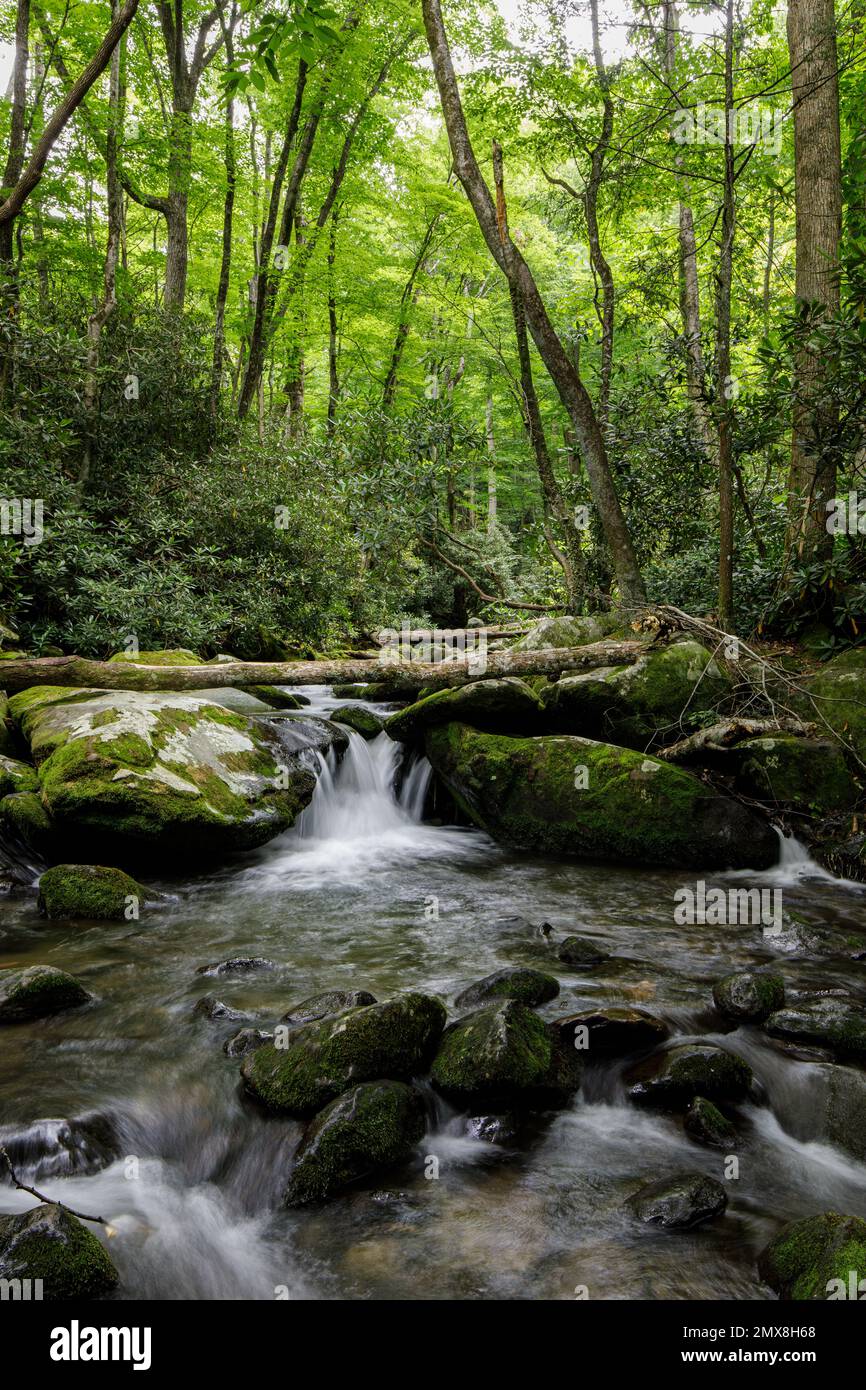 The Roaring Fork stream behind the historic Jim Bale's Place along the
