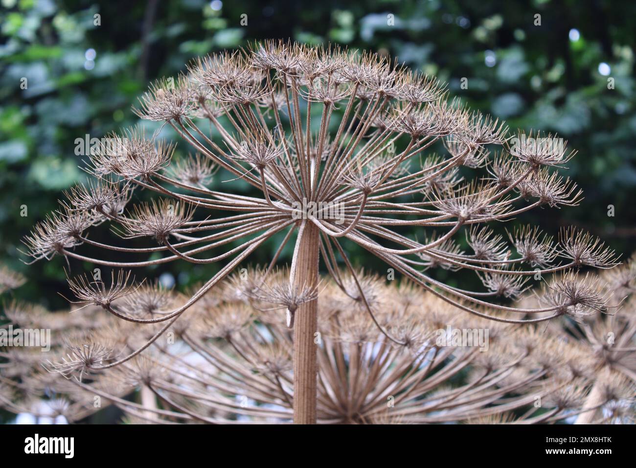 Large dried seed head, possibly Heracleum Stock Photo
