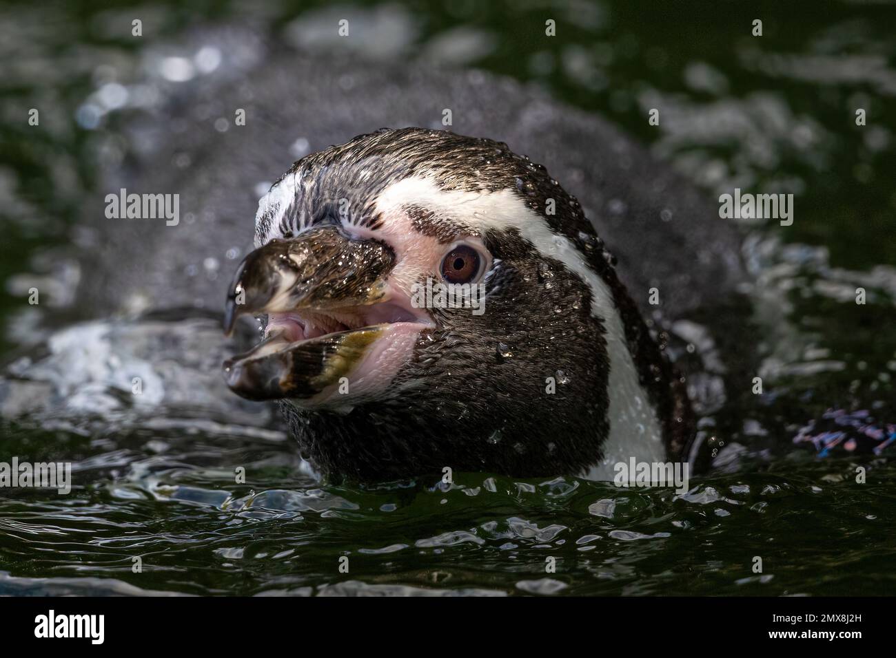 Penguin tongue hires stock photography and images Alamy