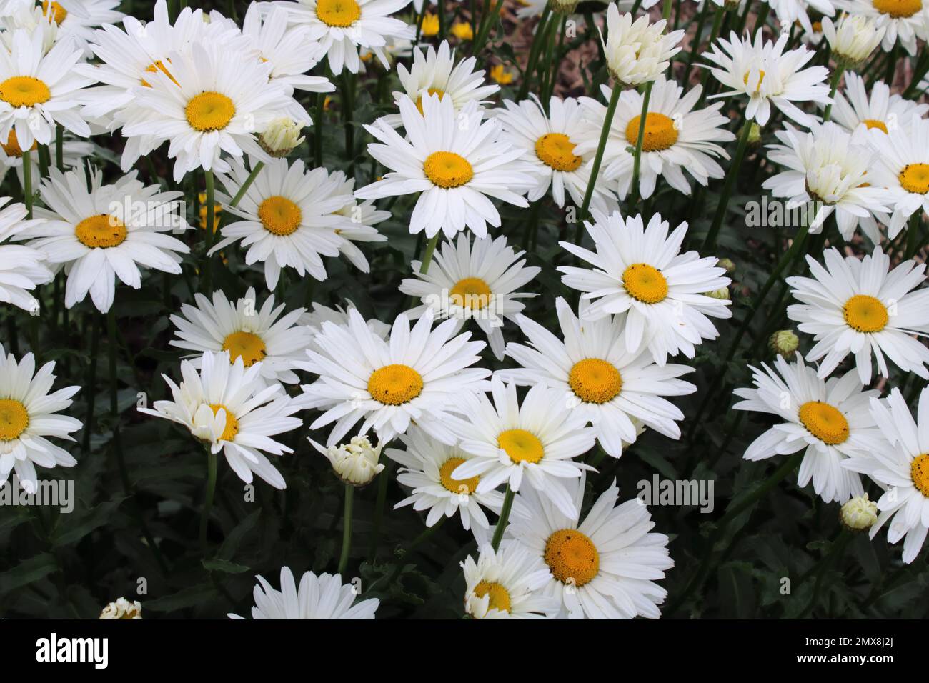 Shasta Daisy (Chrysanthemum maximum) in garden. Stock Photo