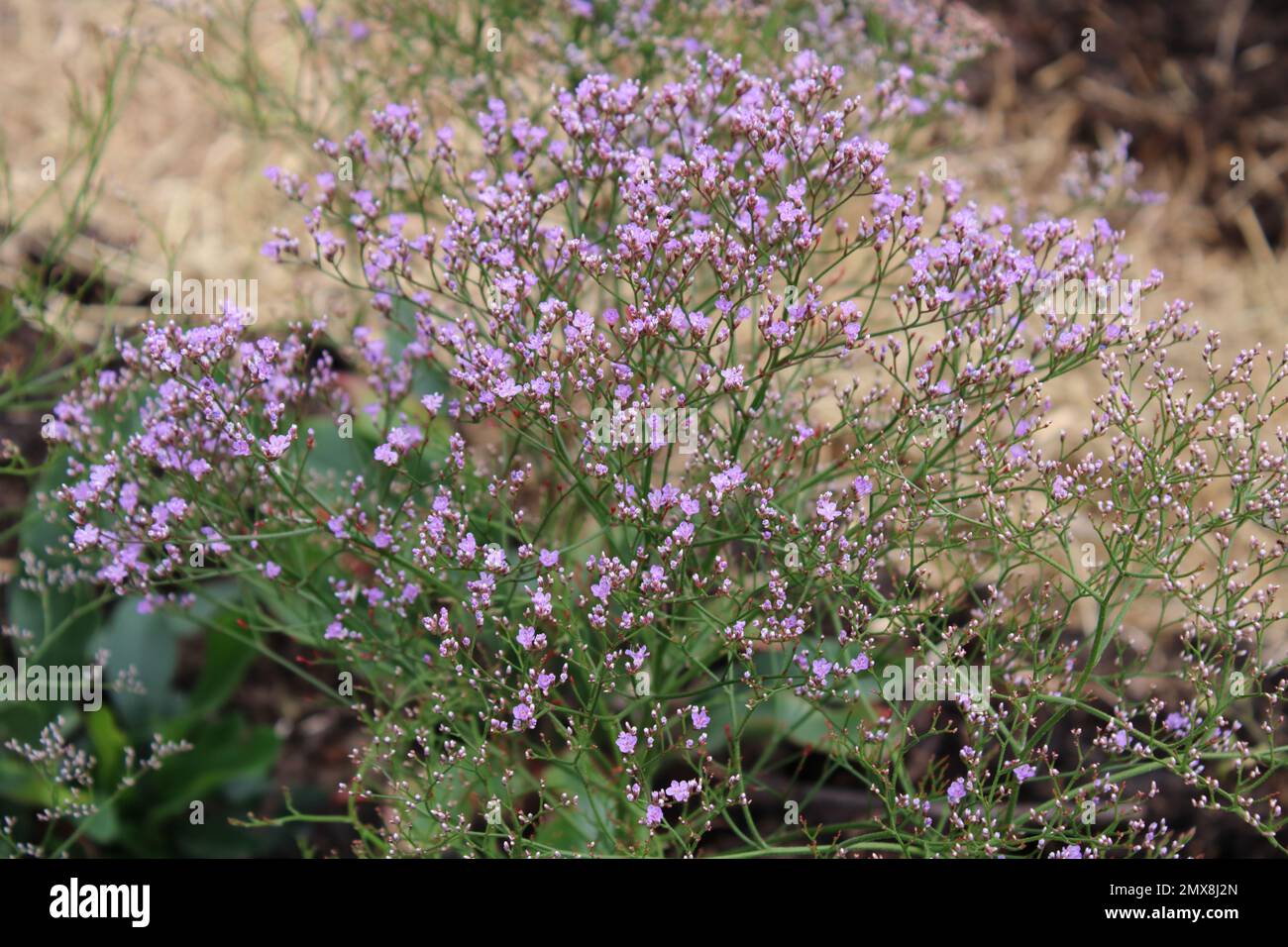 Sea Lavender (Limonium latifolium) in garden. Stock Photo