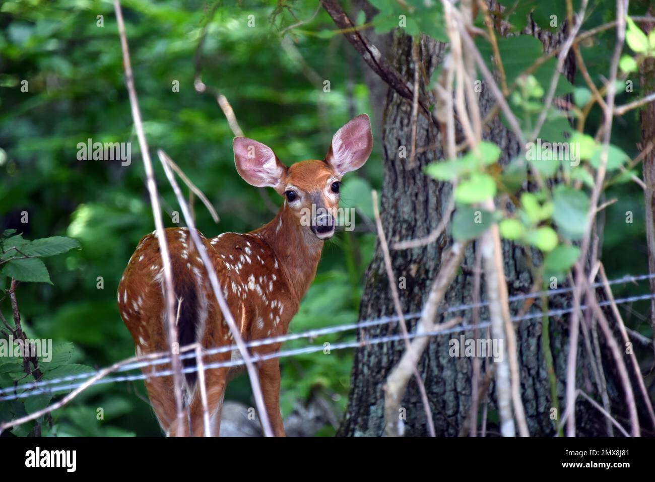 Baby fawn pauses, as it disappears into the forrest, and looks back.  It still has its white spots. Stock Photo