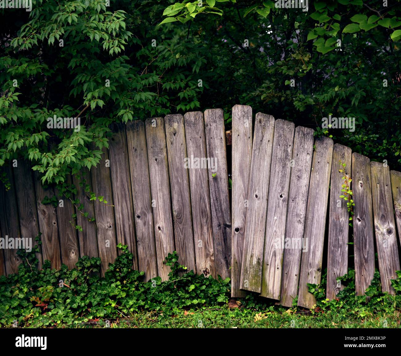 Rustic, broken, wooden fence collapses from age and deterioration.  Limbs and ivy begin to spread between boards. Stock Photo