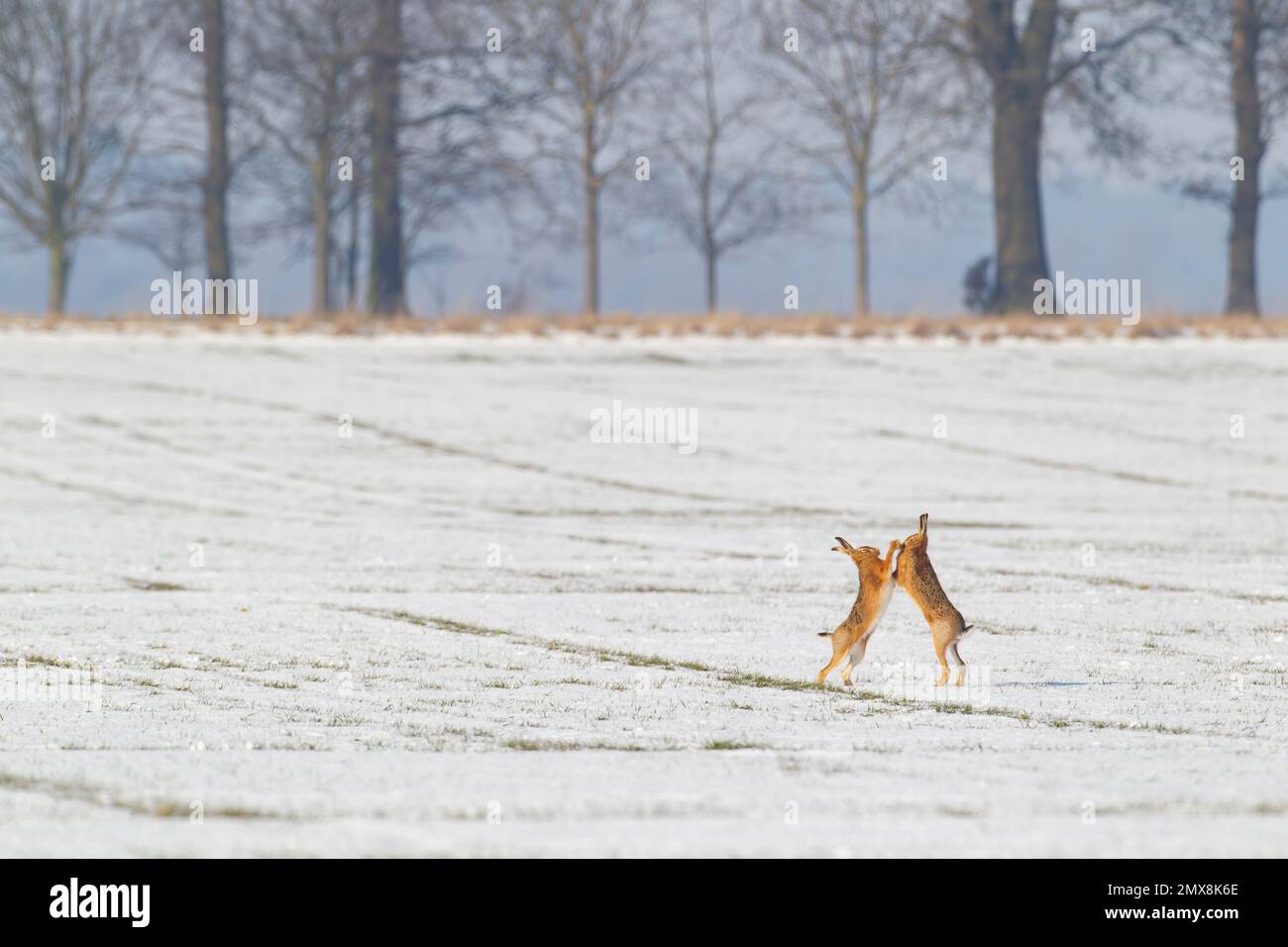 Brown hare Lepus europaeus two adults boxing on a snow covered farmland ...