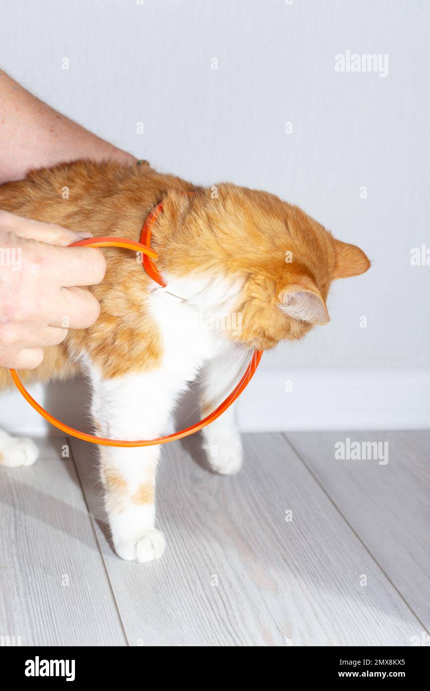 A flea collar is put on a young red cat. Prevention of parasites in animals Stock Photo Alamy