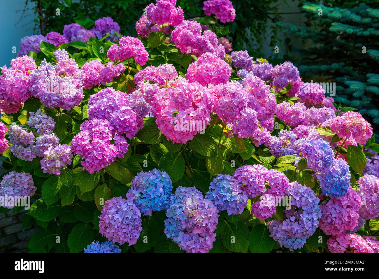 Flowering bush of ornamental cultivated flowering plant hydrangea Stock