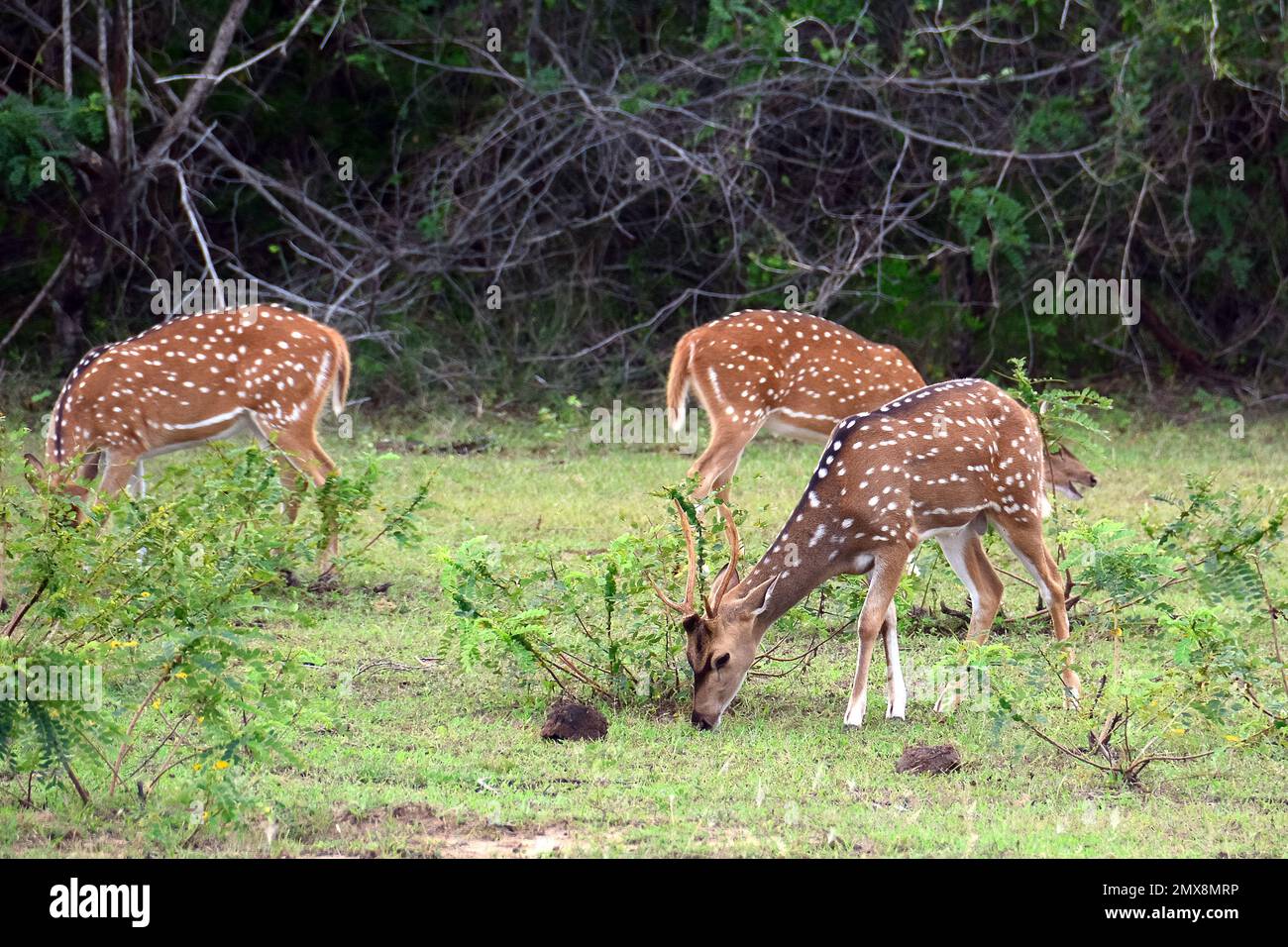 Sri Lankan axis deer, Ceylon spotted deer, Axis axis ceylonensis, Yala