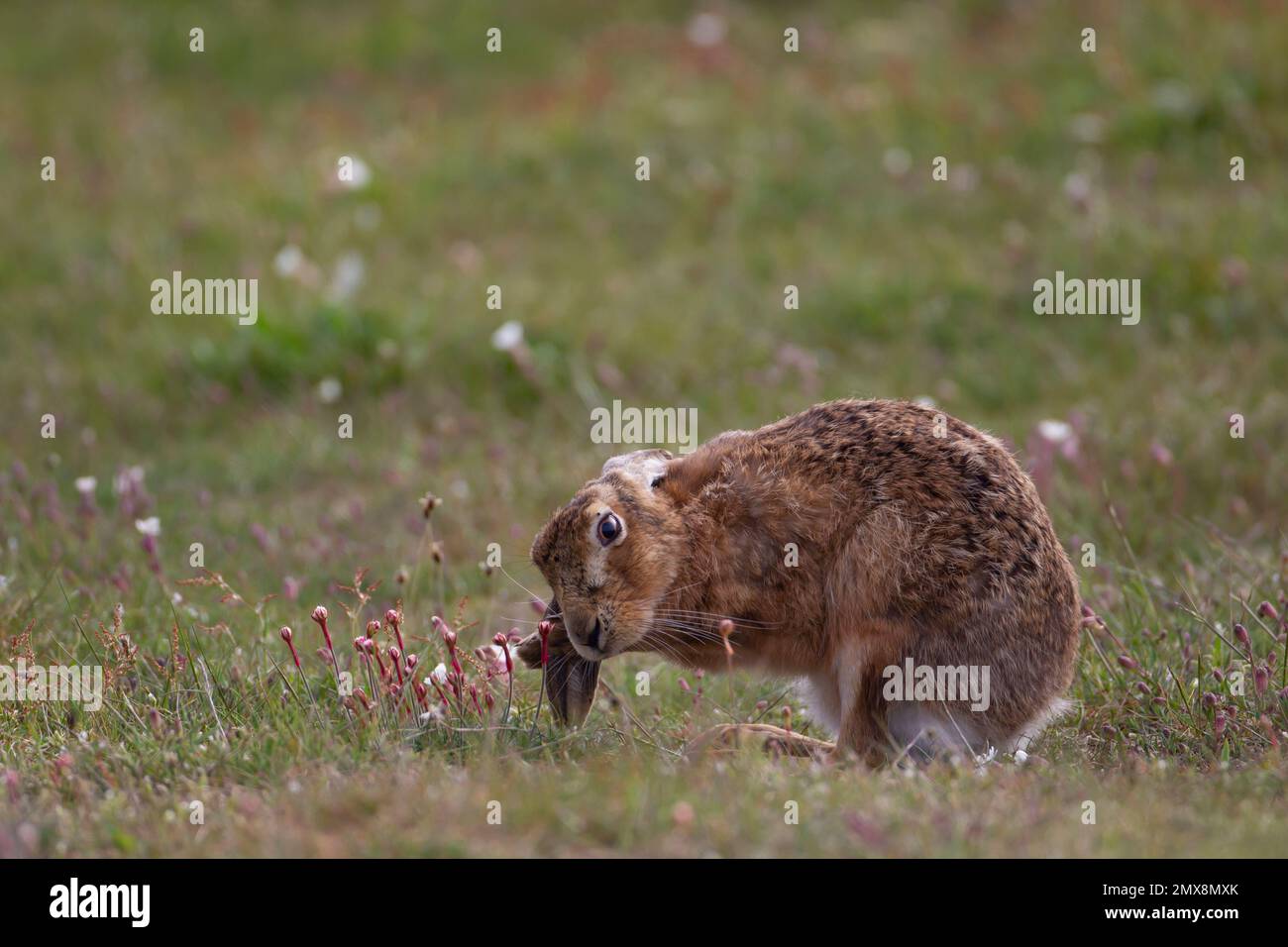 Brown hare Lepus europaeus adult washing its ear in grassland, Suffolk, England, United Kingdom Stock Photo