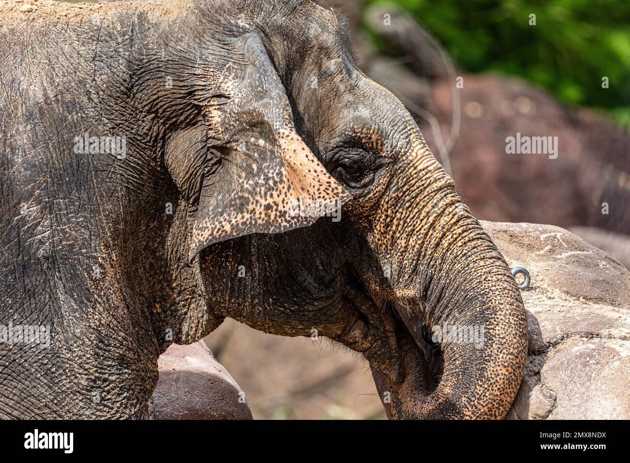 Elephant face from side hires stock photography and images Alamy