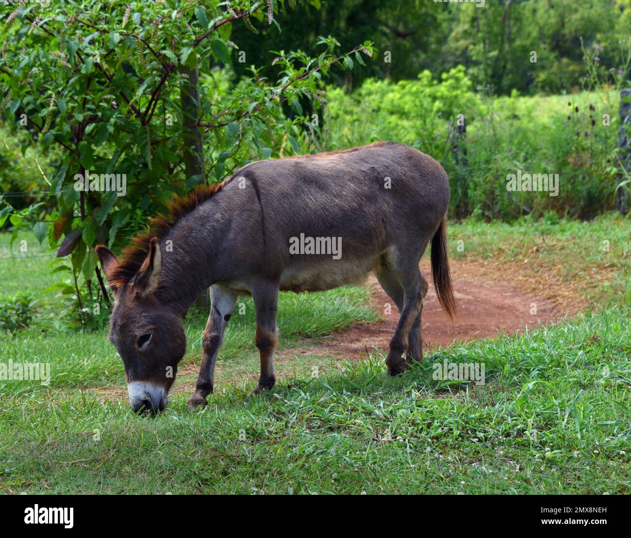 Small brown and white donkey grazes on green grass. Image shows full