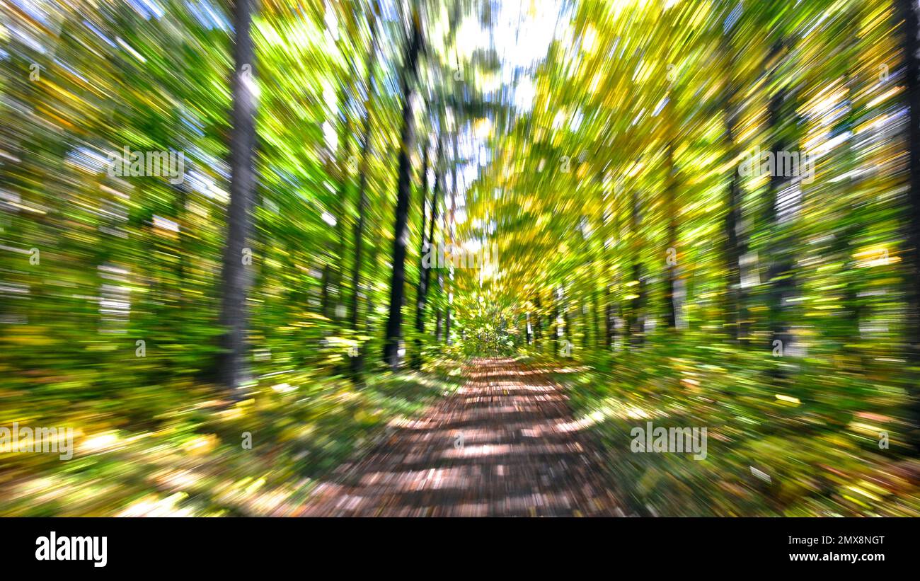 Abstract natural background concept. Conceptual image of forest landscape background with a zoom movement effect. Stock Photo