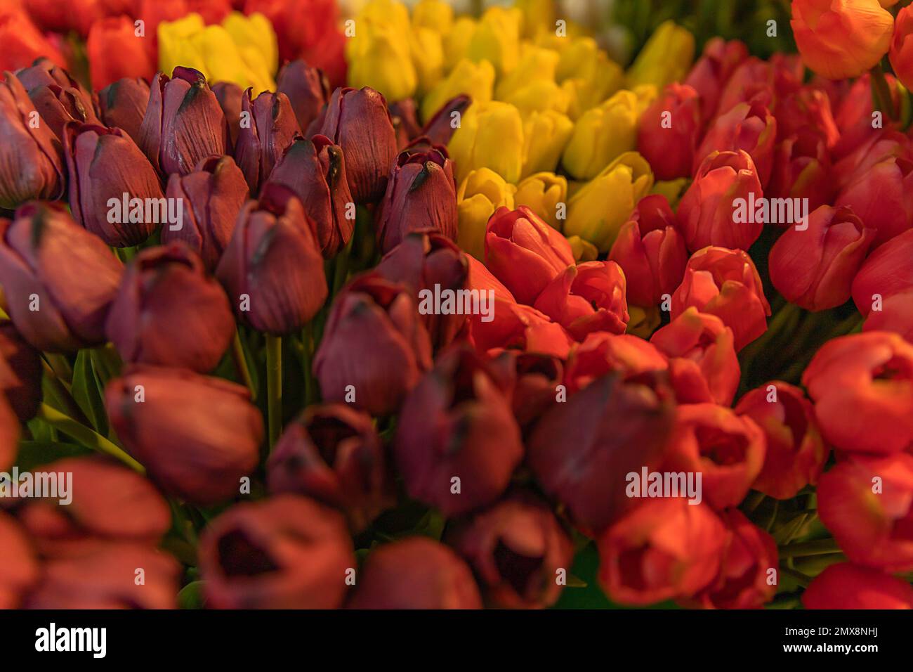 The flower shop in  Amsterdam Airport Schiphol. Tulip is the symbol of Netherlands. Souvenirs from Netherlands. Stock Photo