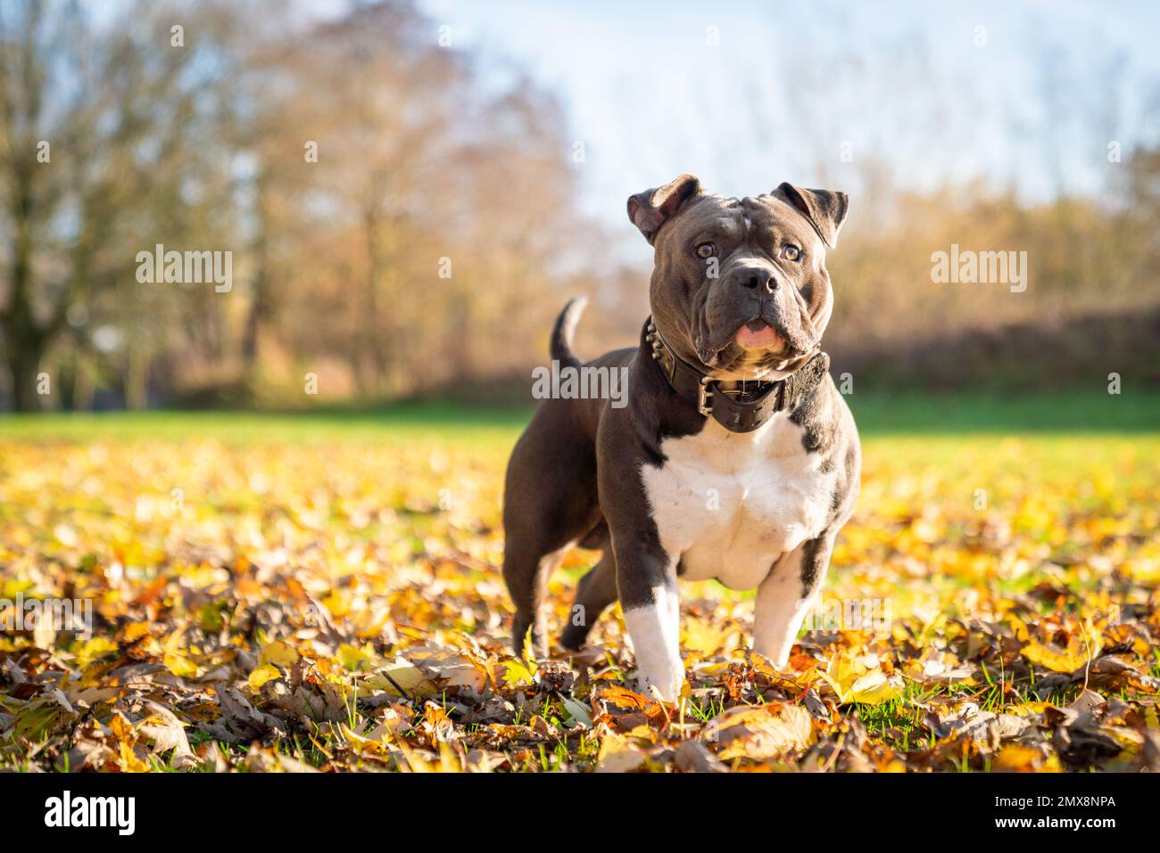 American bully dog hi-res stock photography and images - Alamy