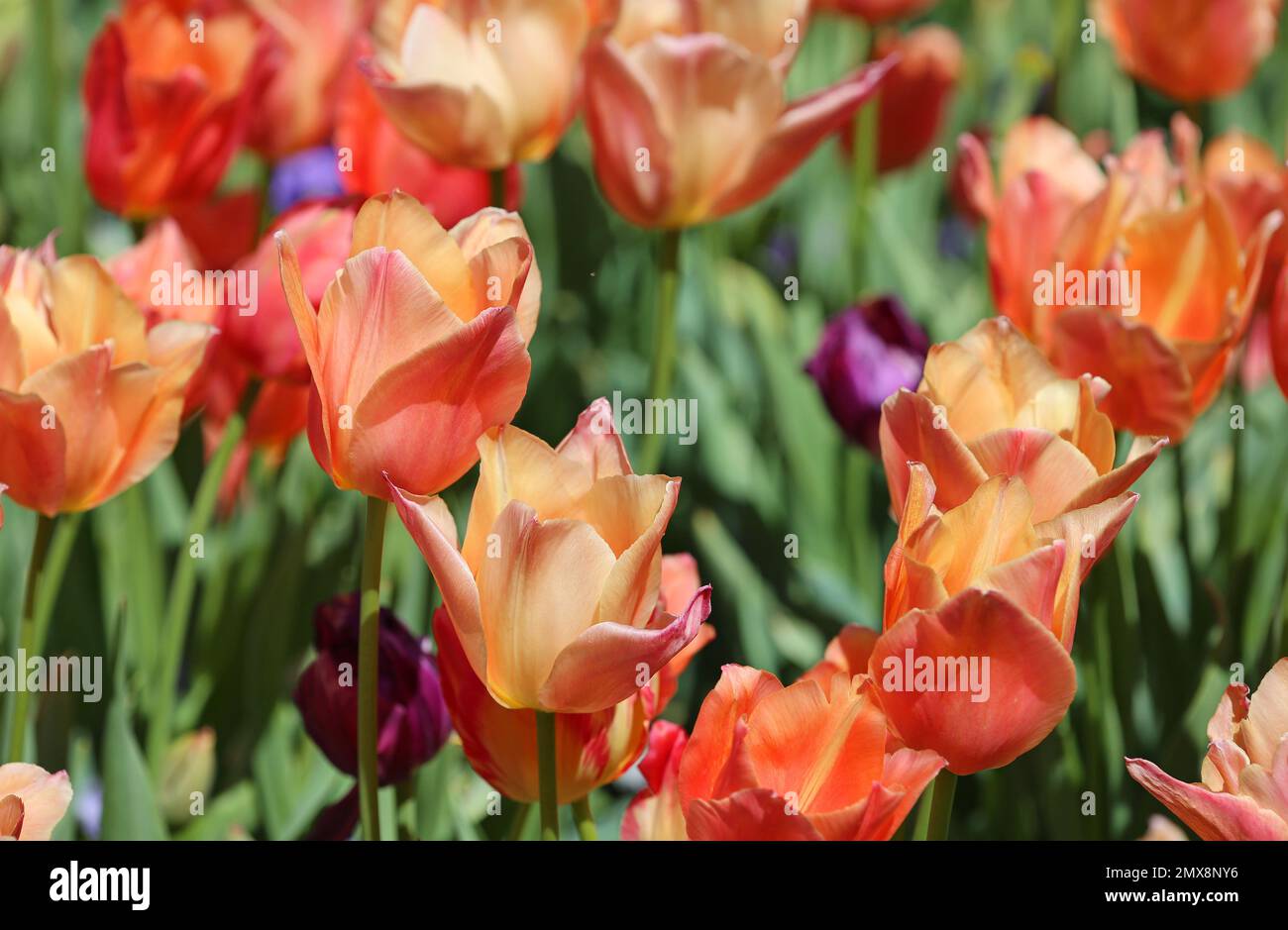 Orange tulip - Fort Worth Botanic Garden, Texas Stock Photo