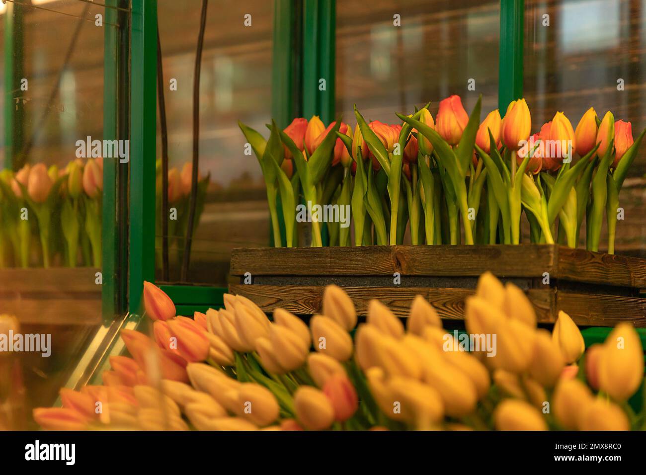 The flower shop in Amsterdam Airport Schiphol. Tulip is the symbol of