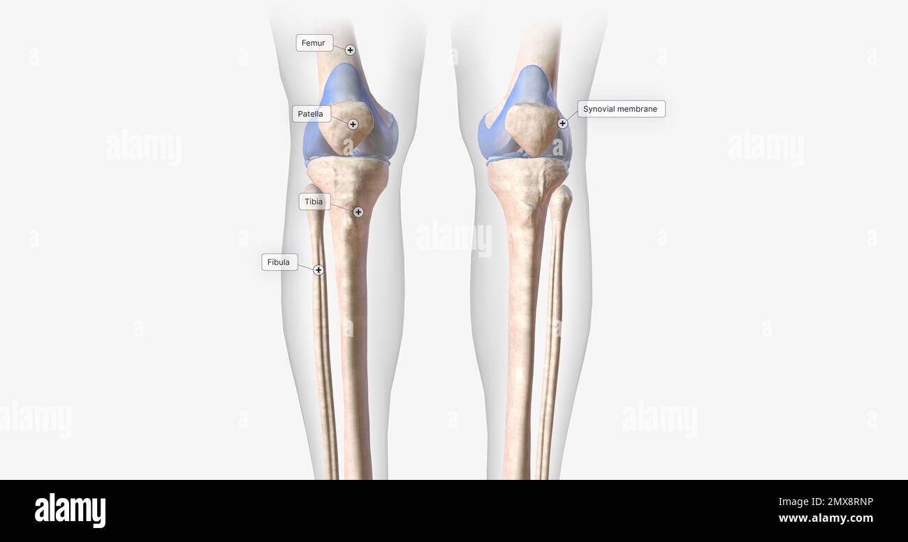 Flexion and extension of leg Cut Out Stock Images & Pictures - Alamy