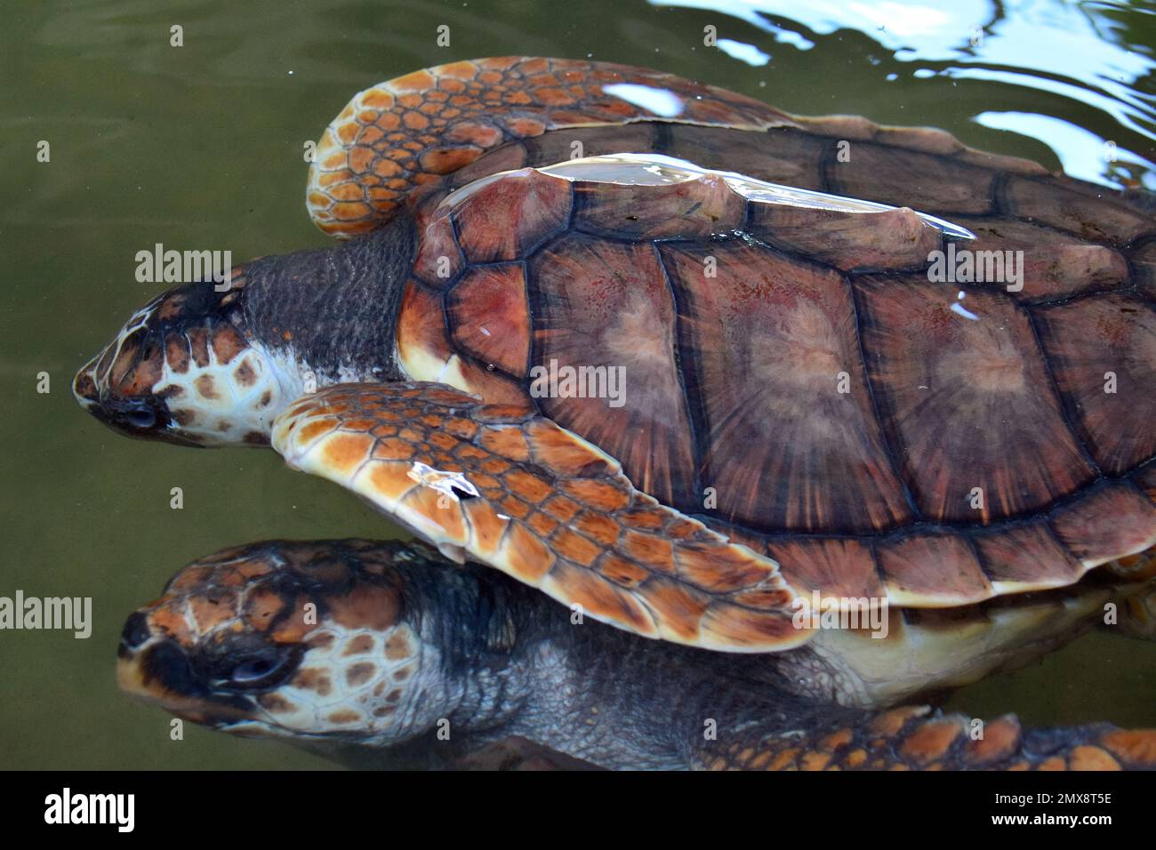 Loggerhead sea turtle, Unechte Karettschildkröte, Caouanne, Caretta caretta, álcserepesteknős, Turtle Sanctuary Centre, Srí Lanka, Asia Stock Photo