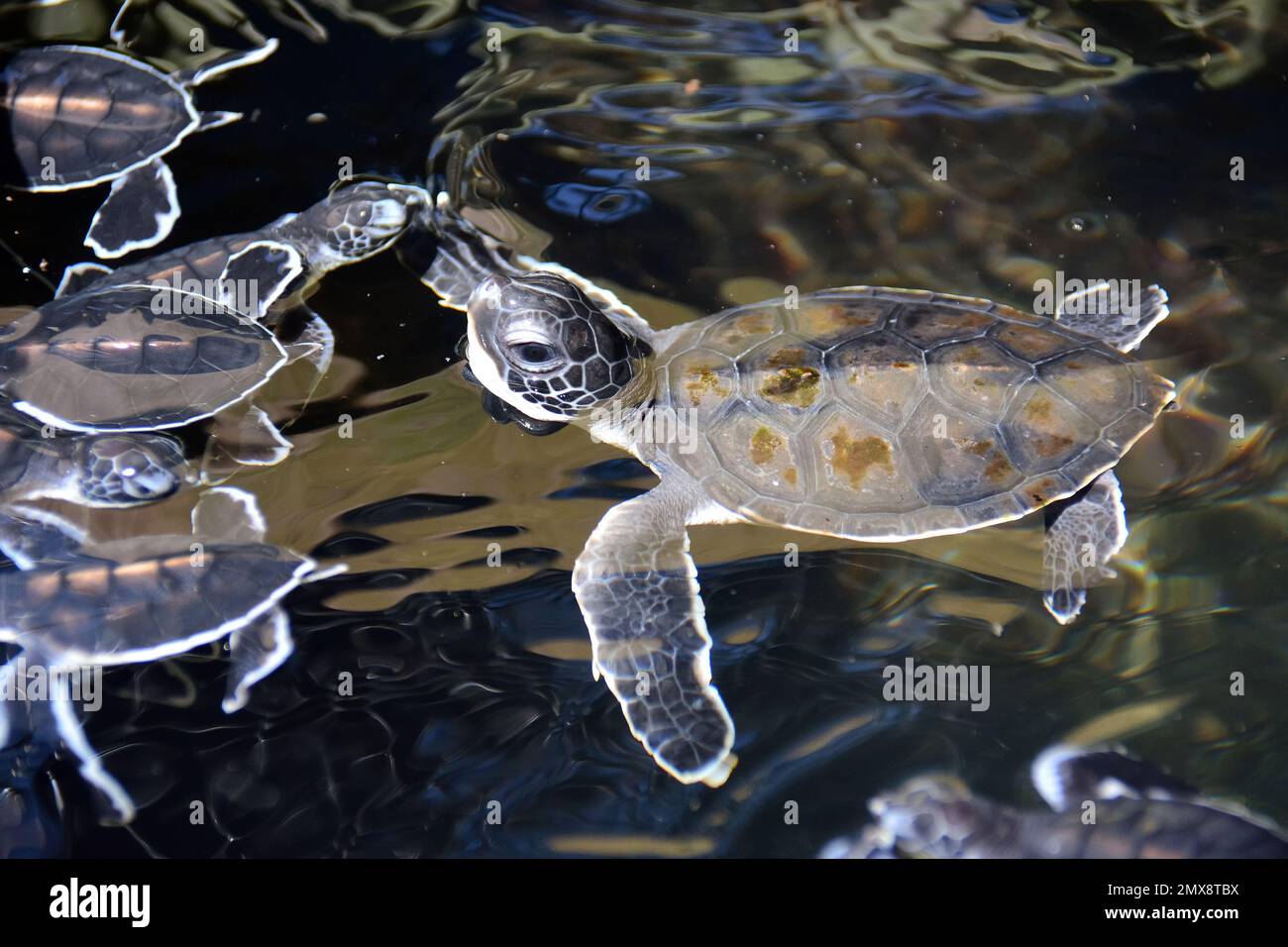 Recently hatched turtles, Turtle Sanctuary Centre, Srí Lanka, Asia