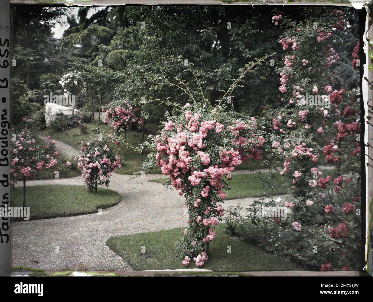 Property of Albert Kahn, Boulogne, France Southeast corner of the Verger-Roseraie  decorated with flower roses, located on the edge of the Japanese garden  Stock Photo - Alamy