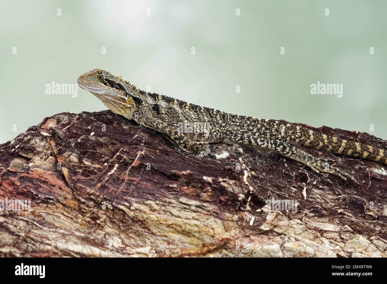 Australian Water Dragon - Intellagama or Physignathus lesueurii howittii, also Eastern or Gippsland water dragon, lizard on the rock above the sea. Stock Photo